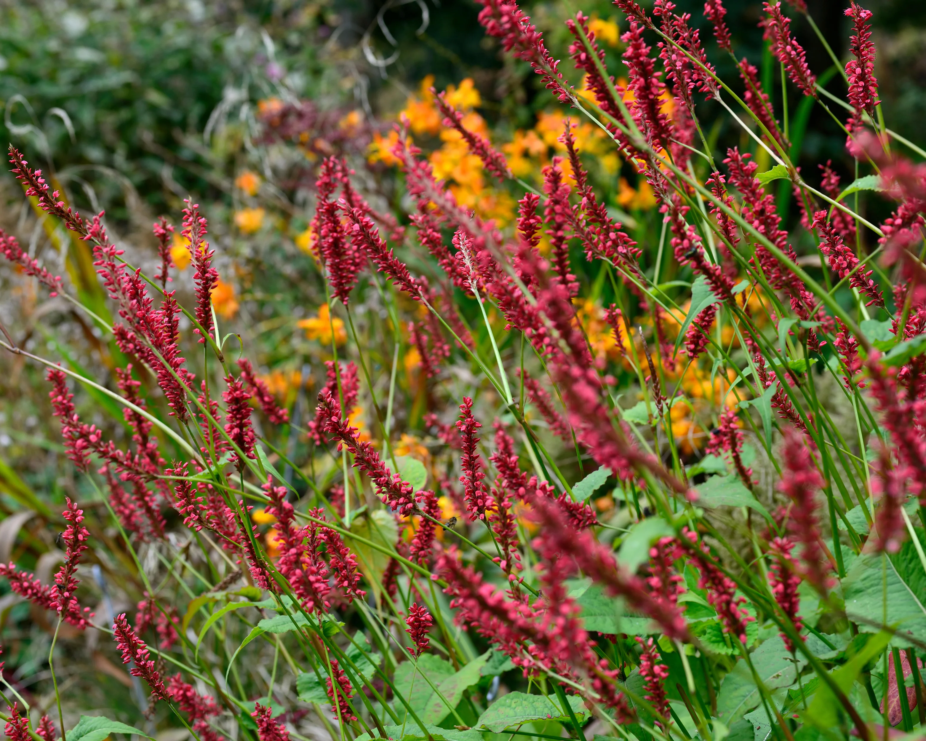 Persicaria 'Blackfield' - Image 3