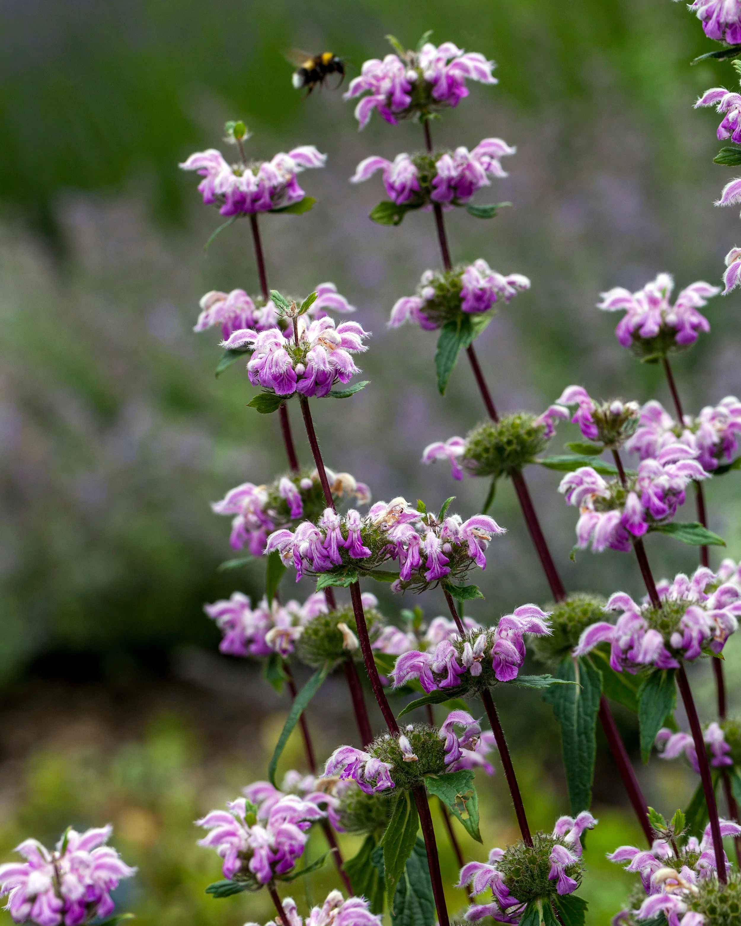 Phlomis 'Amazone' - Image 5