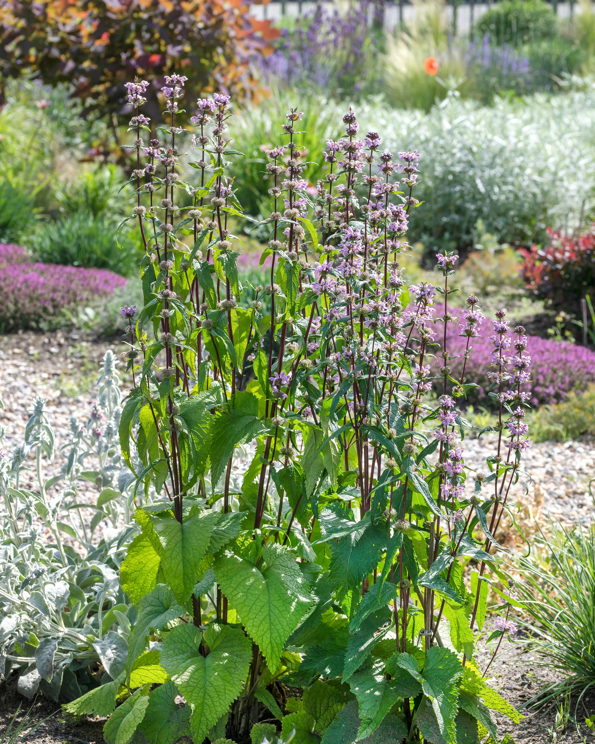 Phlomis 'Amazone' - Image 6