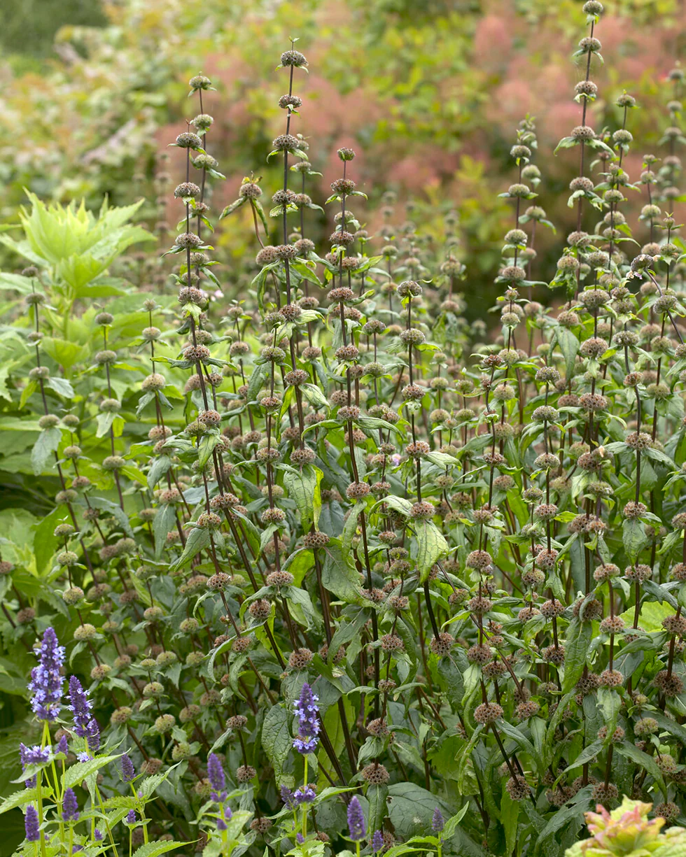 Phlomis 'Amazone' - Image 8
