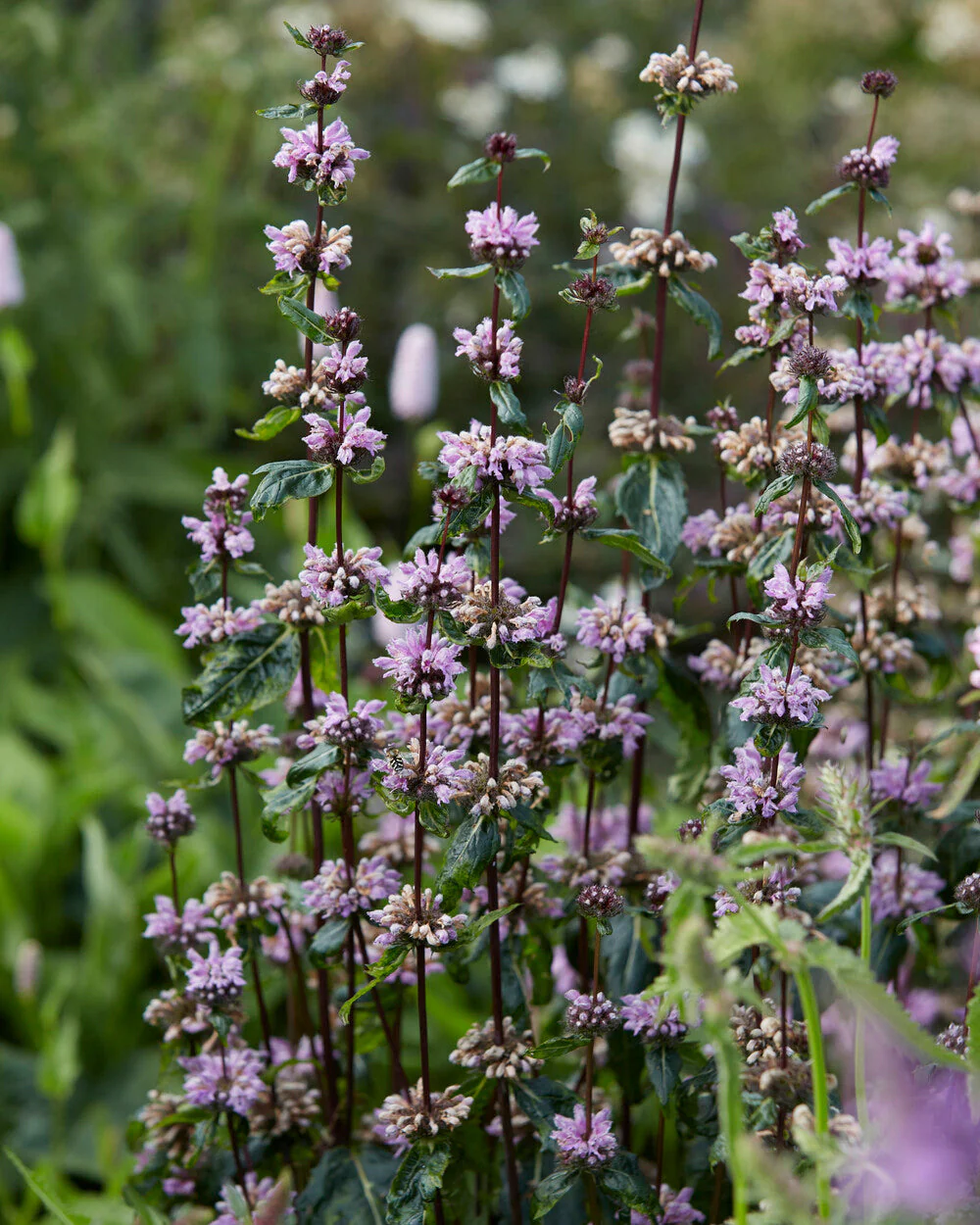 Phlomis 'Prima Donna' - Image 10