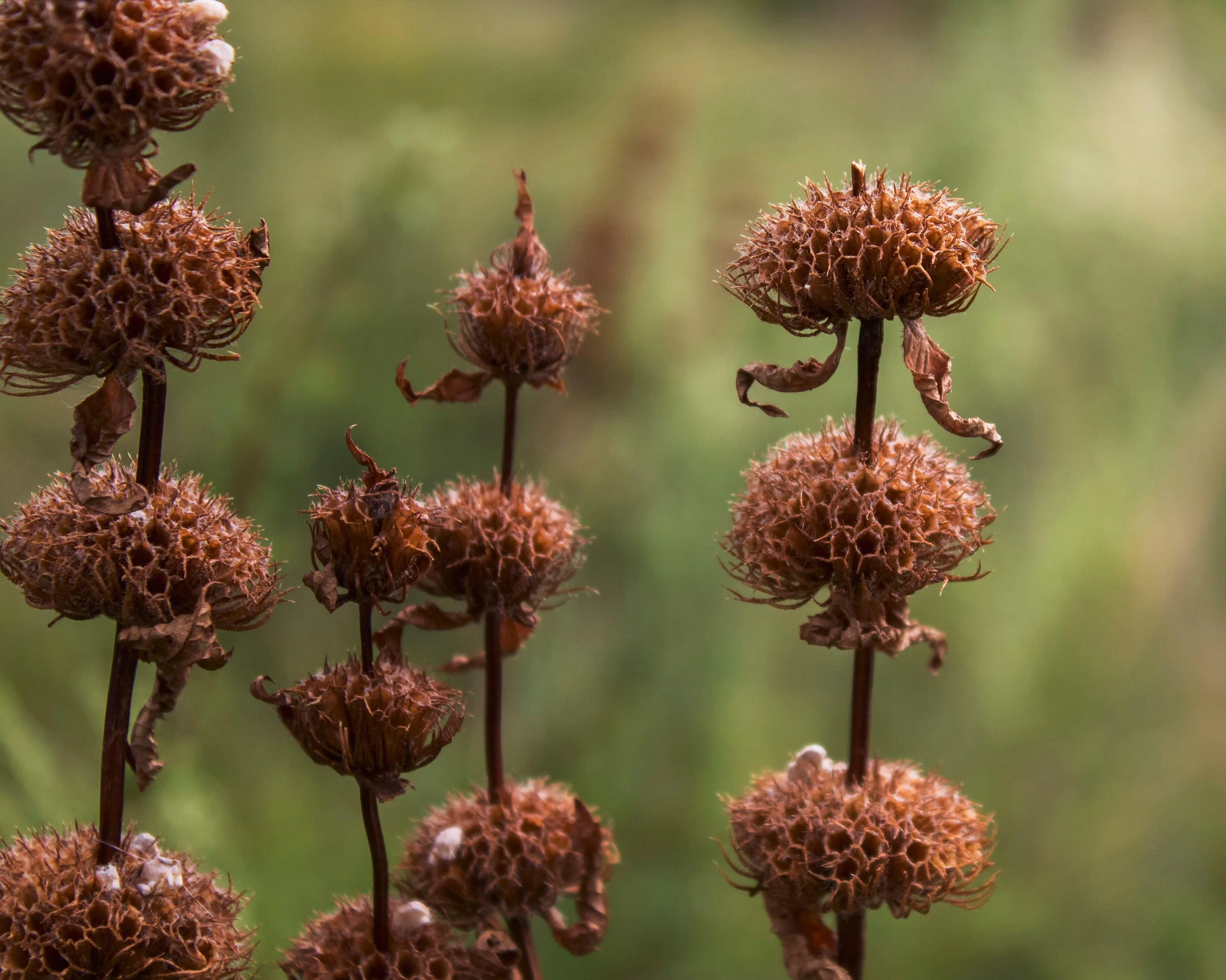 Phlomis 'Prima Donna' - Image 6