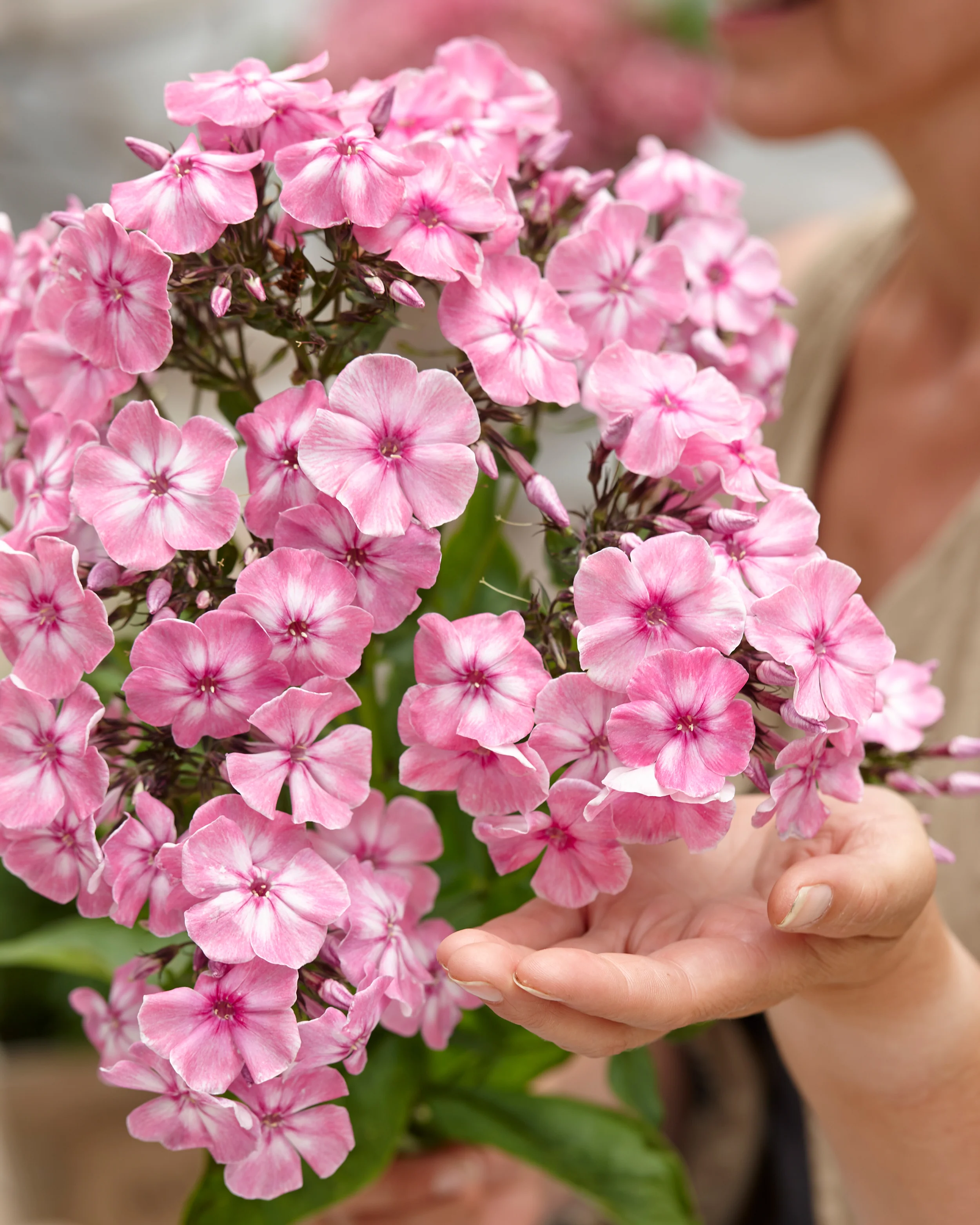 Phlox 'Hercules' - Image 2