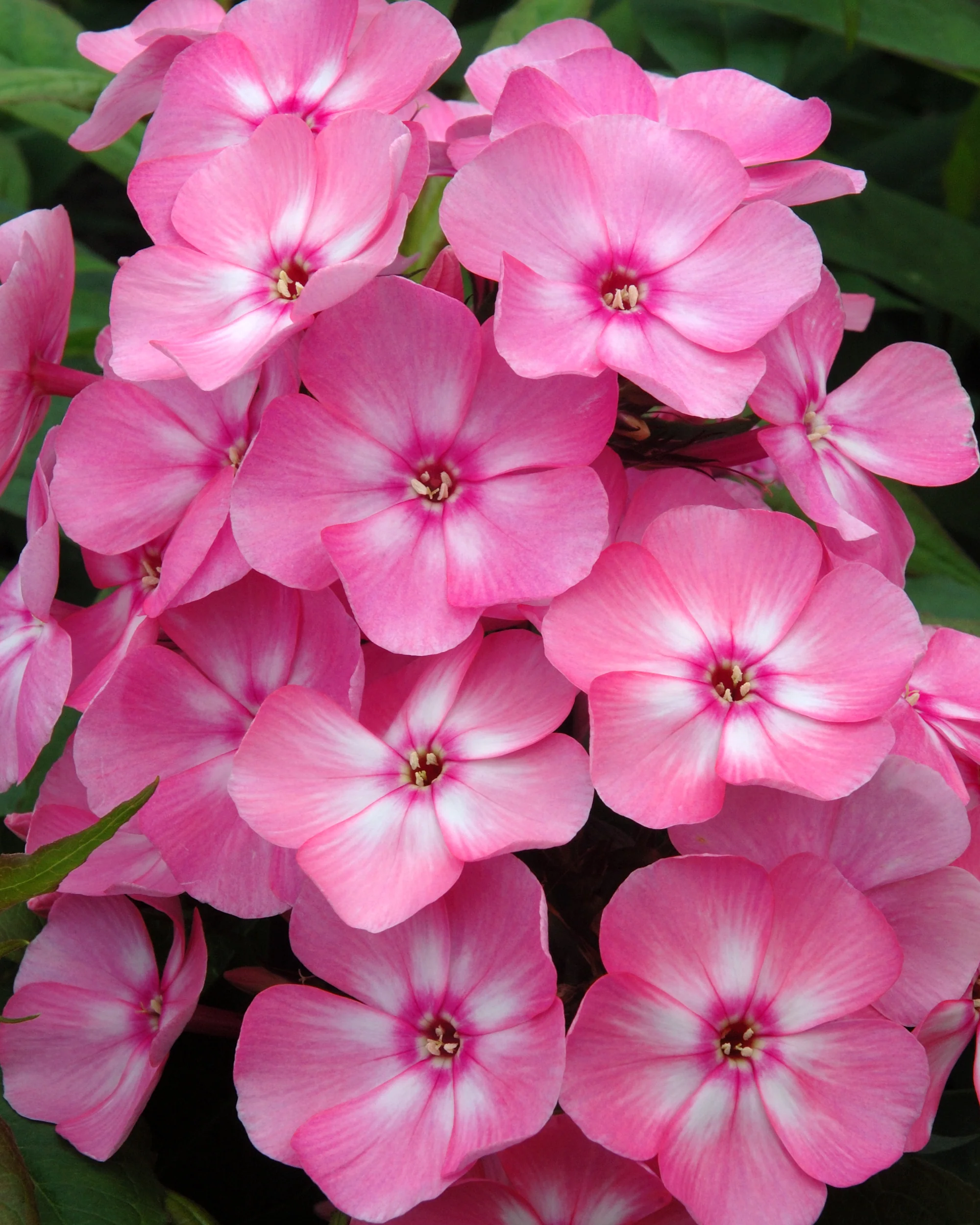 Phlox 'Sweet Summer Candy'