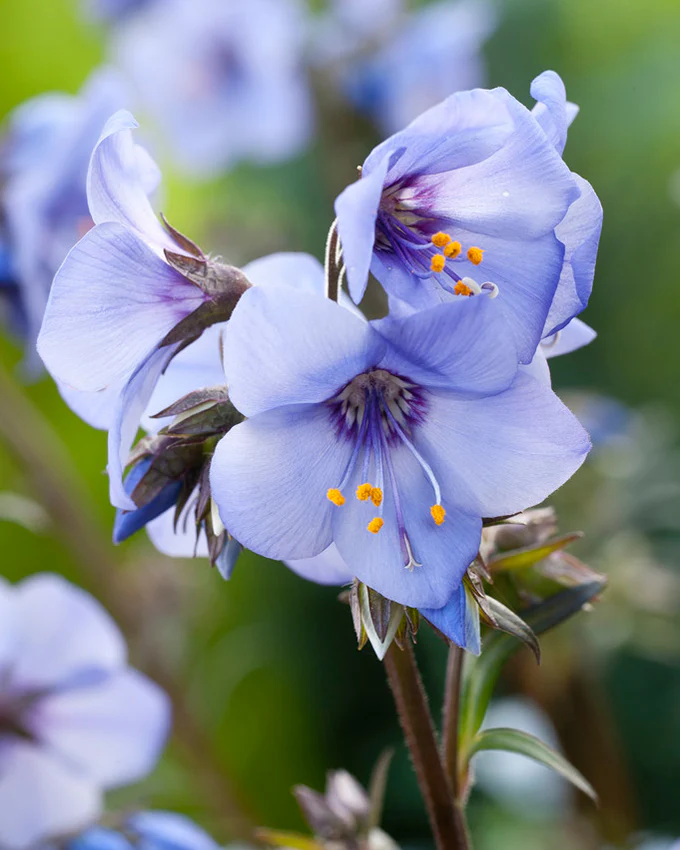 Polemonium 'Heaven Scent'