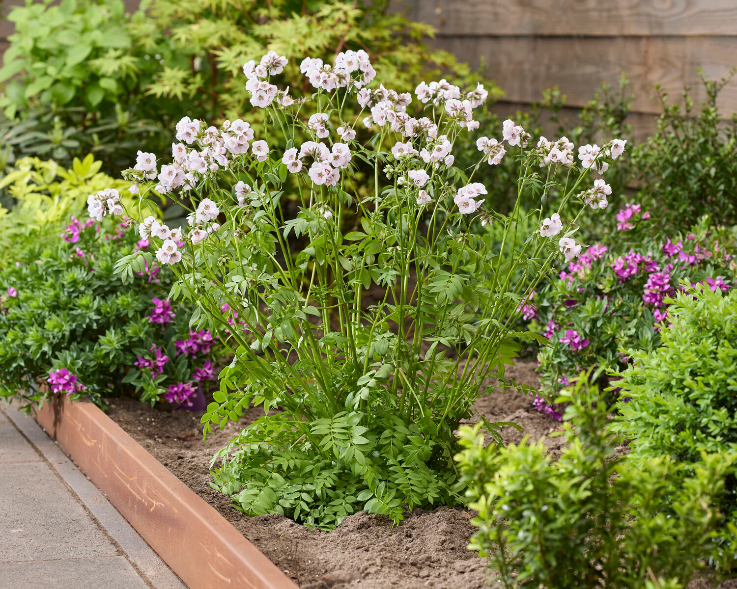 Polemonium 'Violet Heart' - Image 2