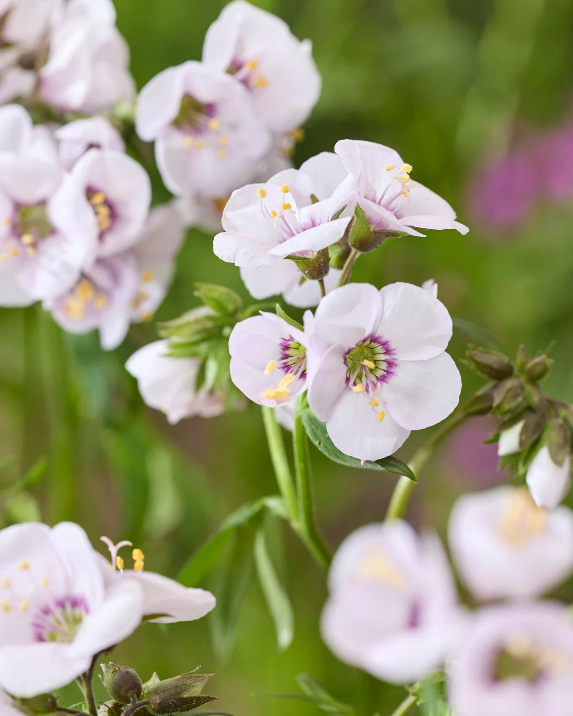 Polemonium 'Violet Heart' - Image 3