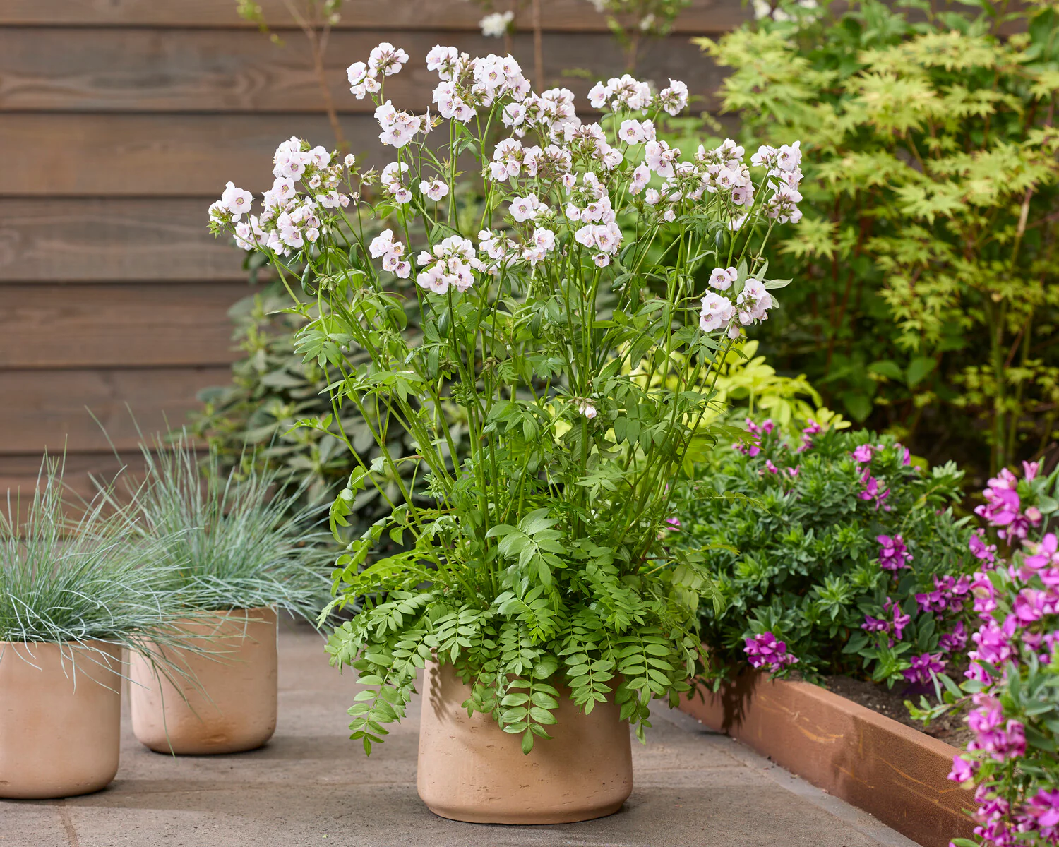 Polemonium 'Violet Heart' - Image 4
