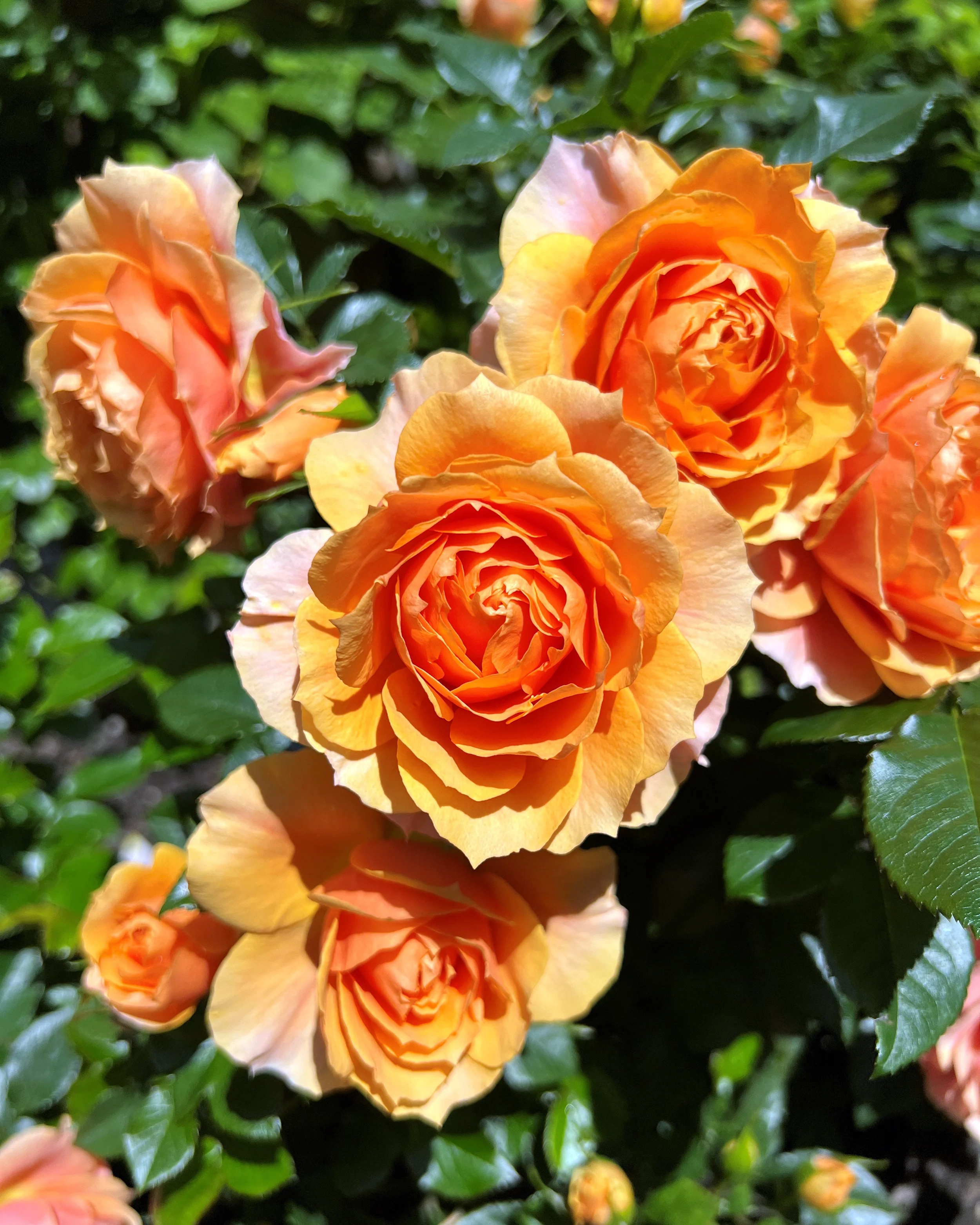 Rosa 'Isn't She Beautiful' - Image 2