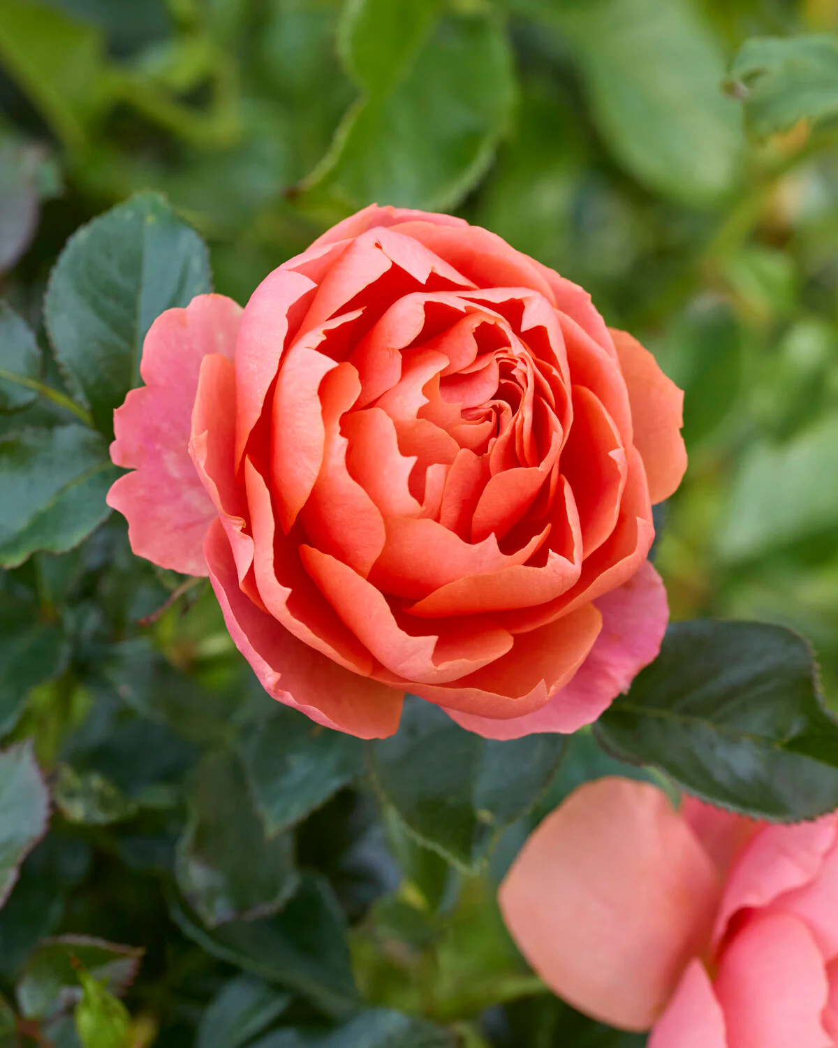 Rosa 'Isn't She Beautiful' - Image 3