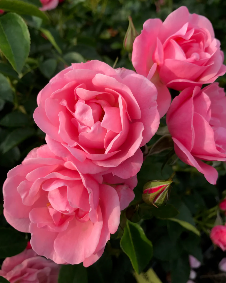 Rosa 'Isn't She Precious' - Image 2