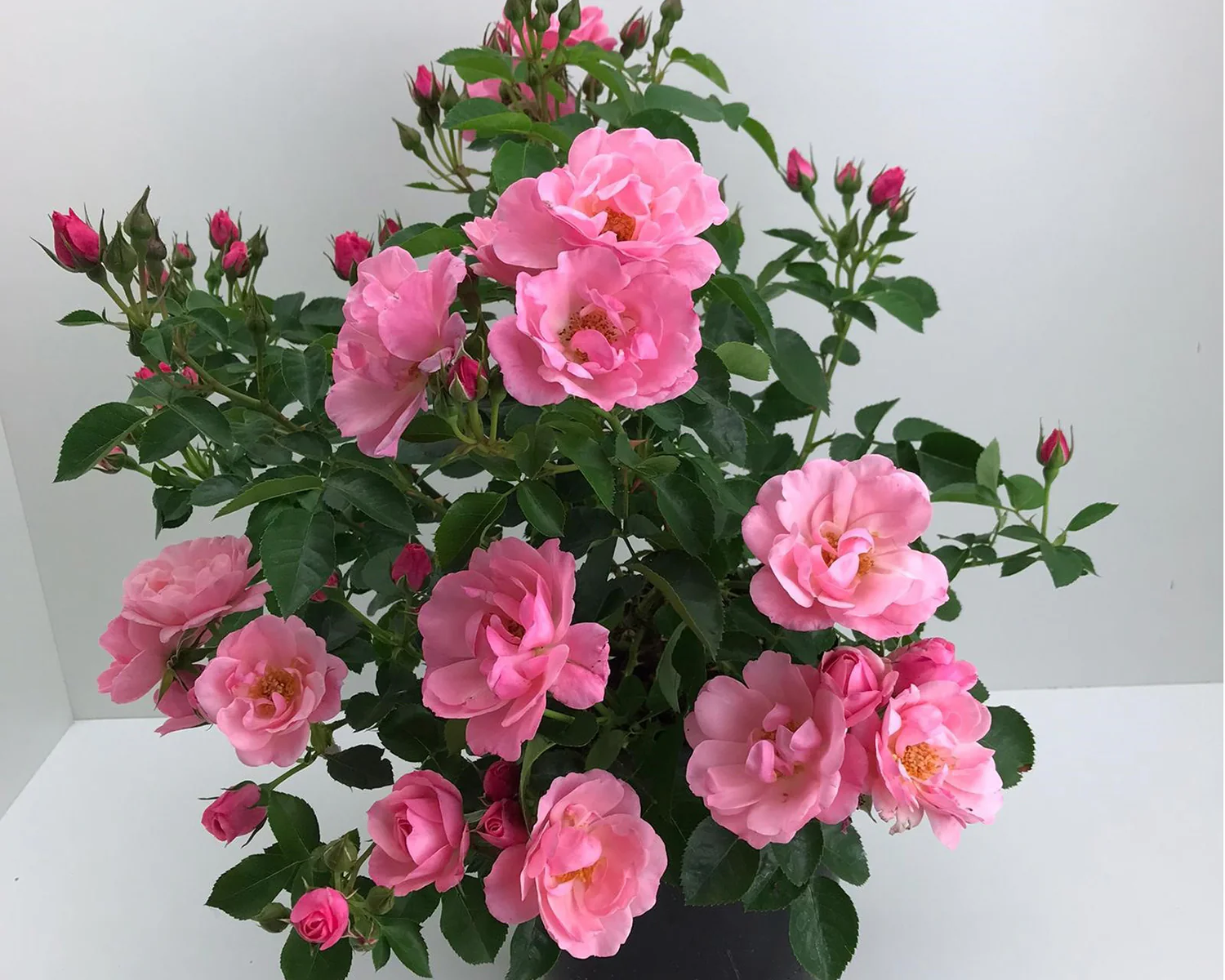Rosa 'Isn't She Precious' - Image 3