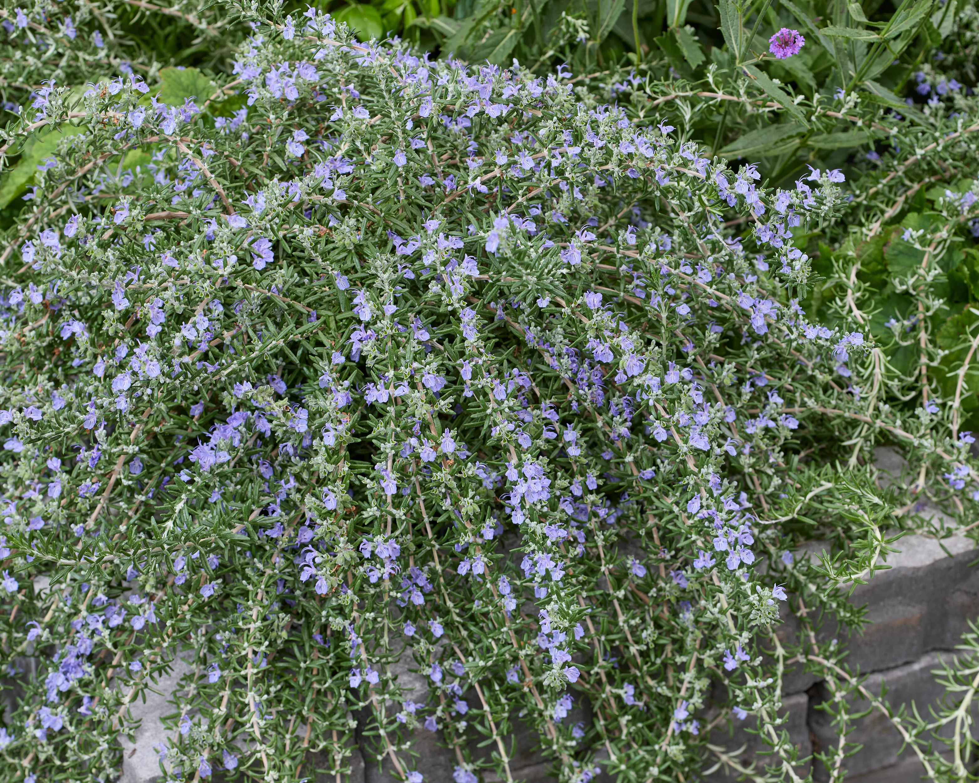 Rosmarinus 'Blue Cascade' - Image 10