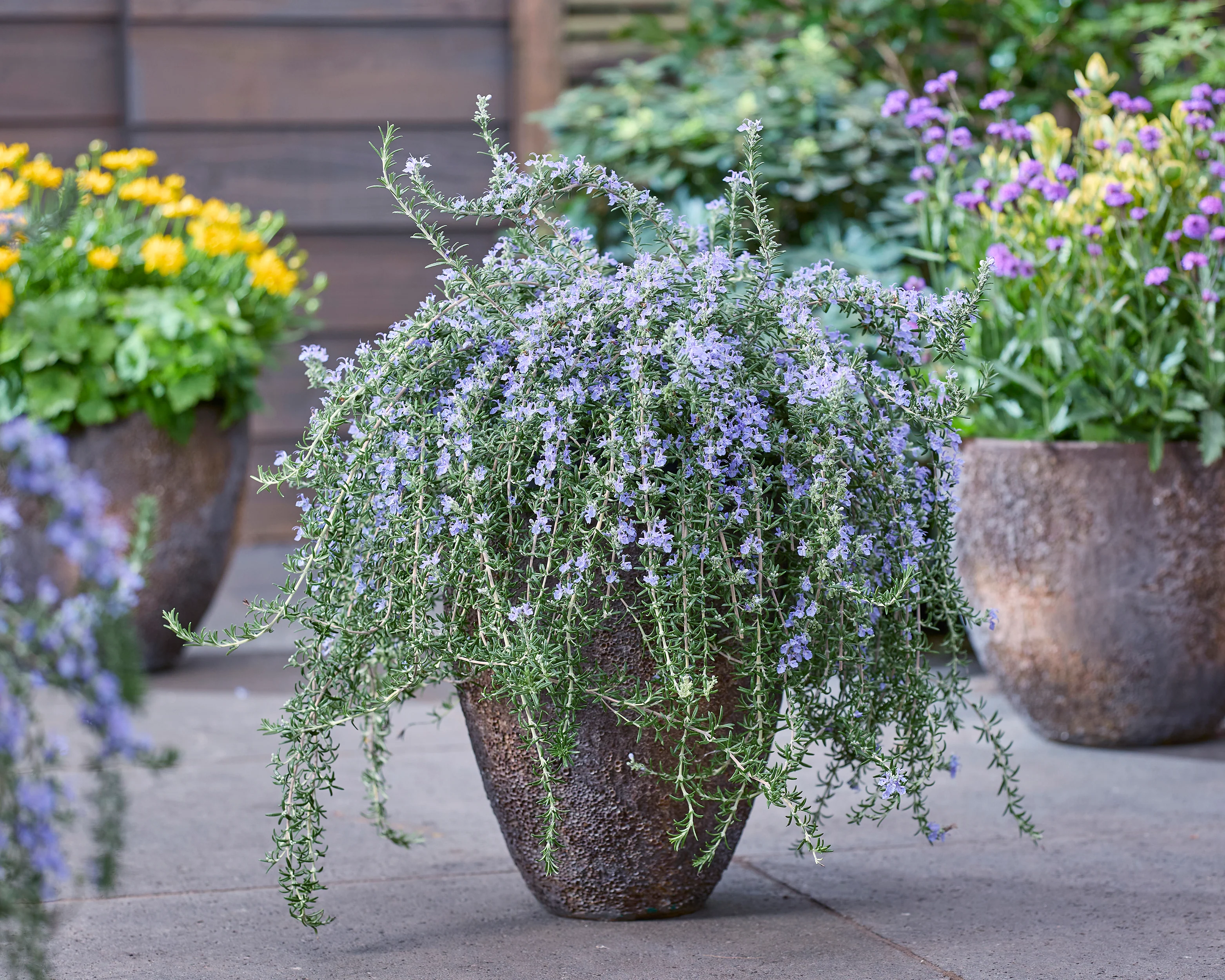 Rosmarinus 'Blue Cascade' - Image 11