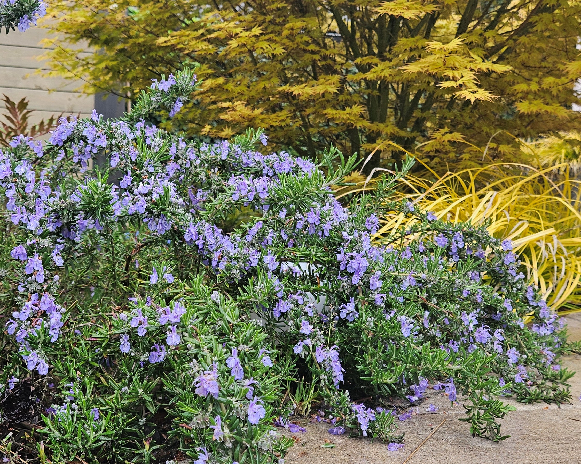 Rosmarinus 'Blue Cascade' - Image 6