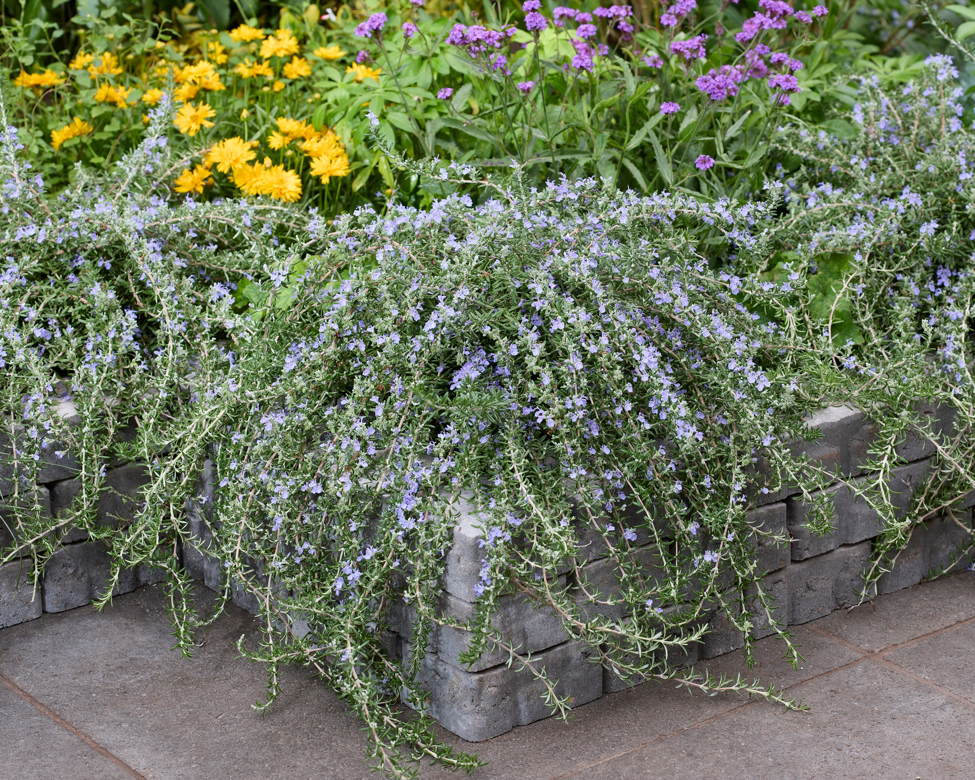 Rosmarinus 'Blue Cascade' - Image 7