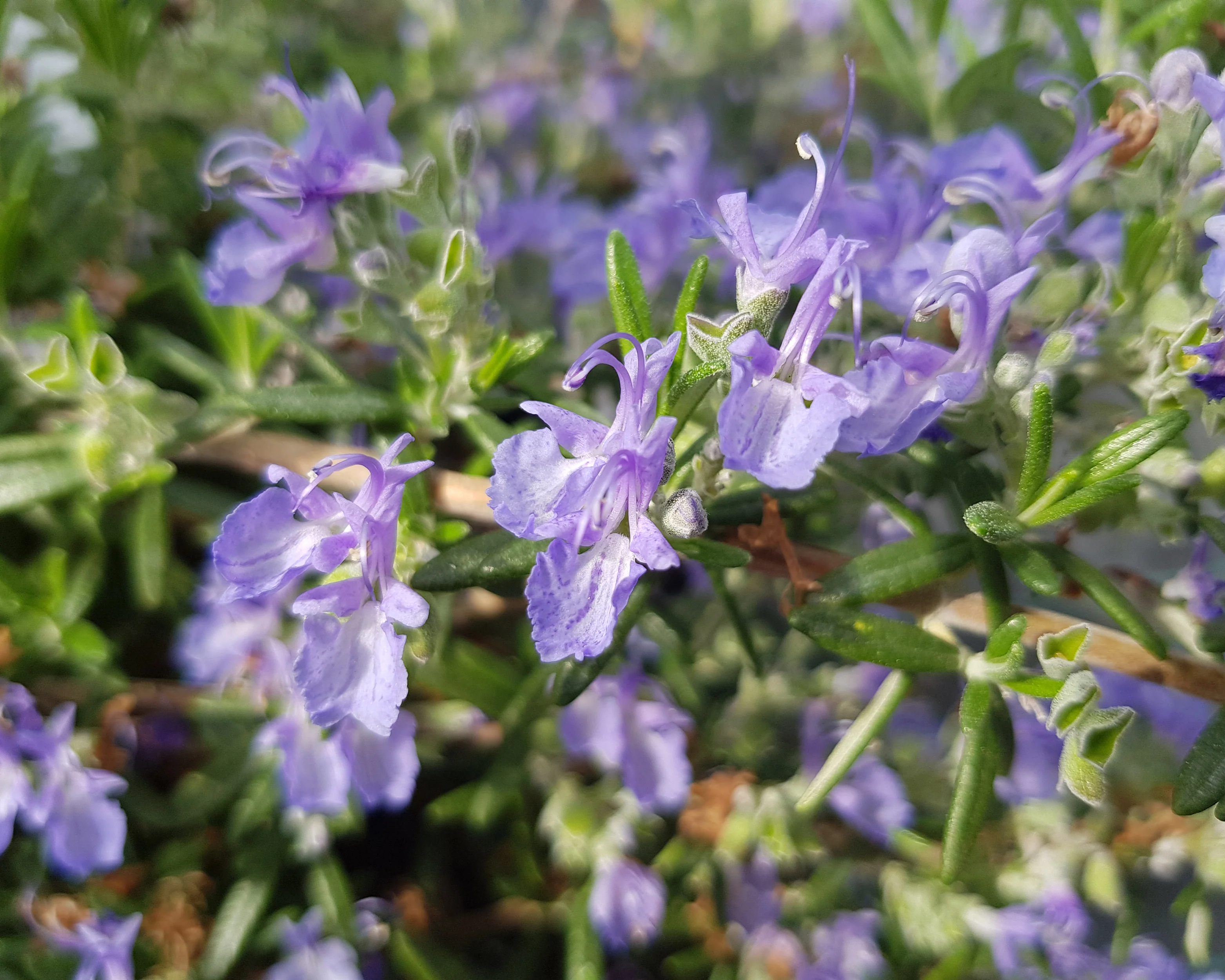 Rosmarinus 'Blue Cascade' - Image 8