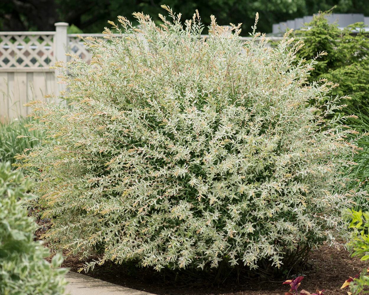 Salix 'Hakuro-nishiki' - Image 5