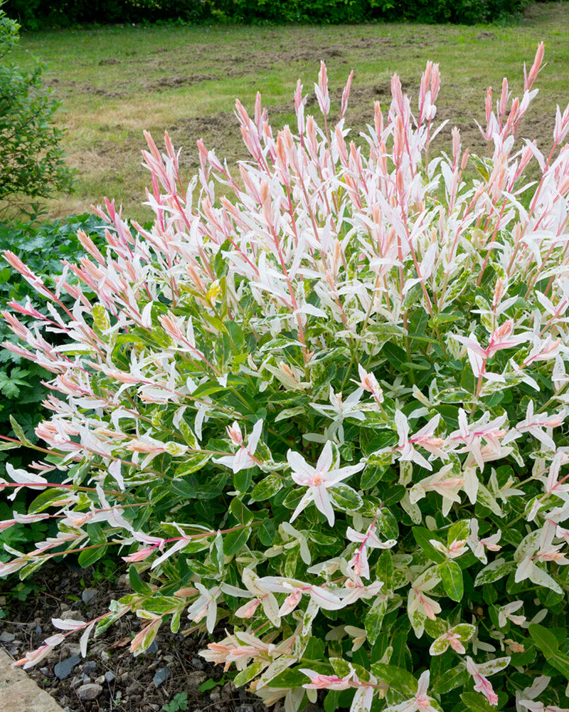 Salix 'Hakuro-nishiki' - Image 8