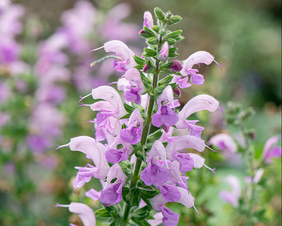 Salvia 'Lilac Lipstick' - Image 2