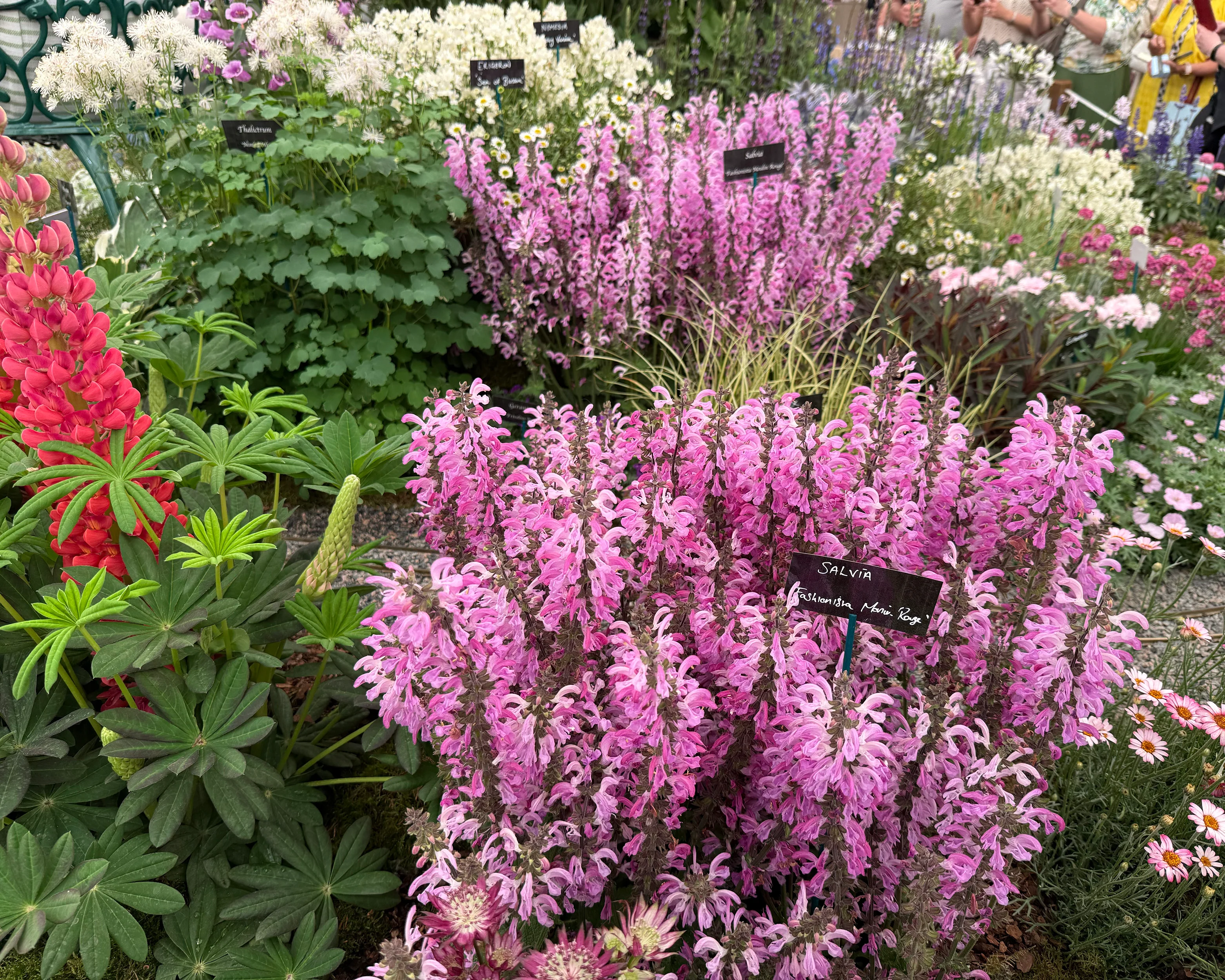 Salvia 'Moulin Rouge' - Image 3