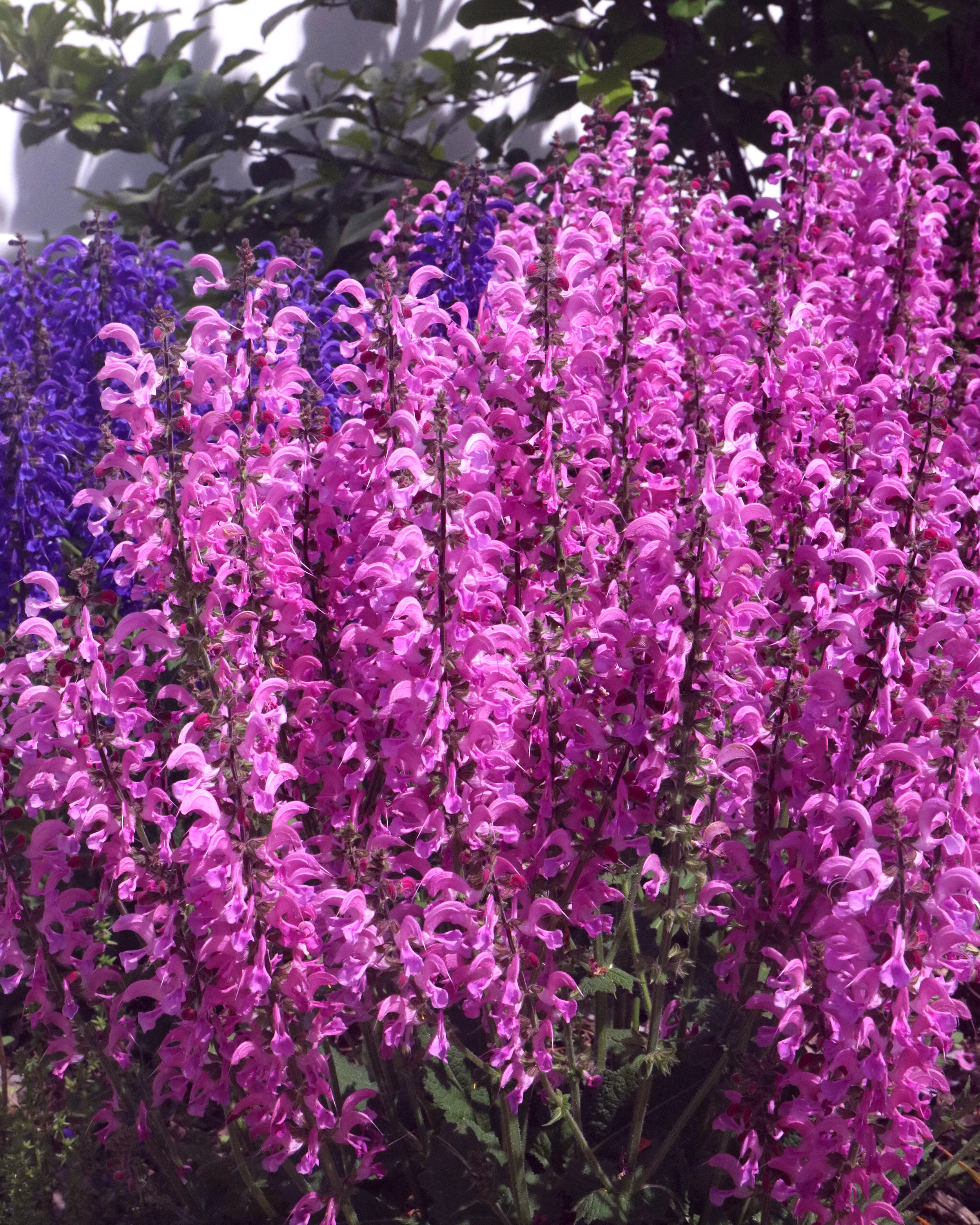 Salvia 'Moulin Rouge' - Image 4