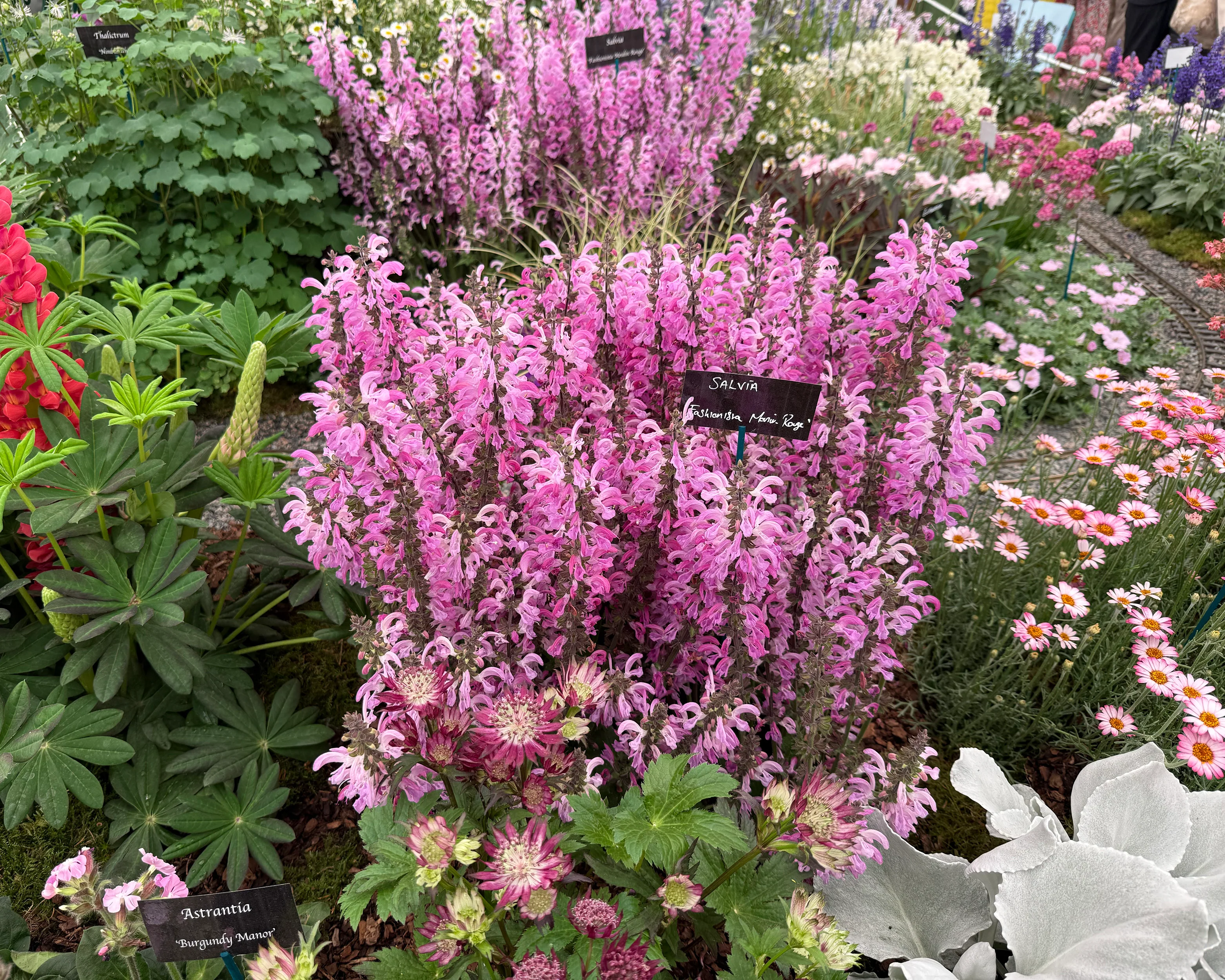 Salvia 'Moulin Rouge' - Image 6