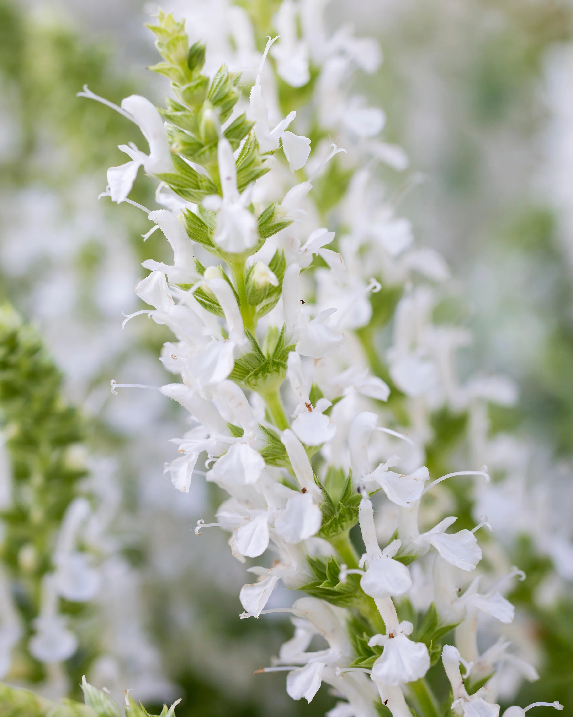 Salvia 'Schneehügel' - Image 2