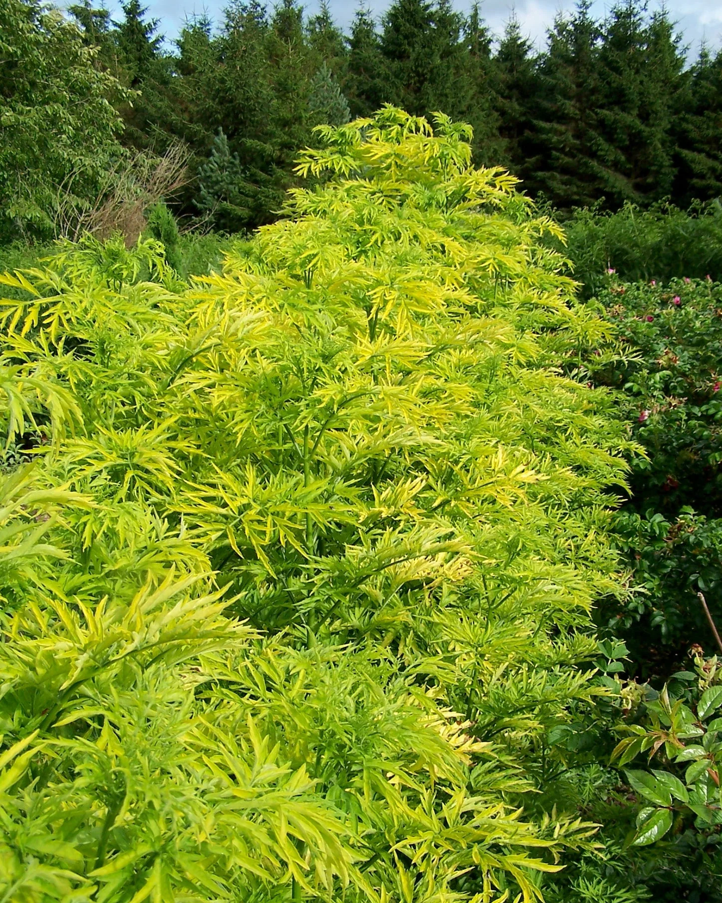 Sambucus 'Golden Tower'