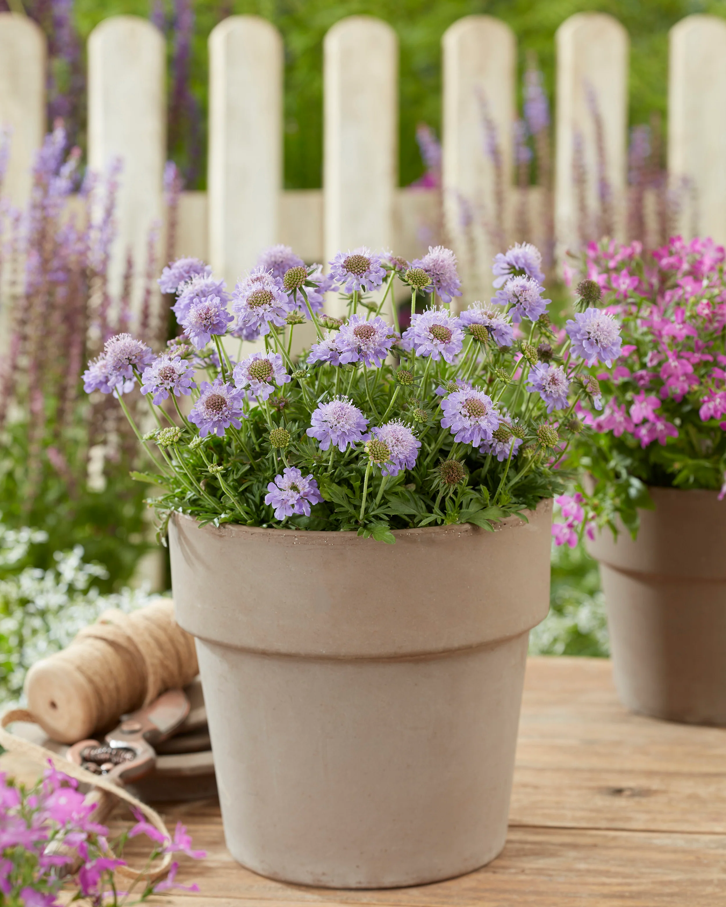 Scabiosa 'Blue Eyes' - Image 11