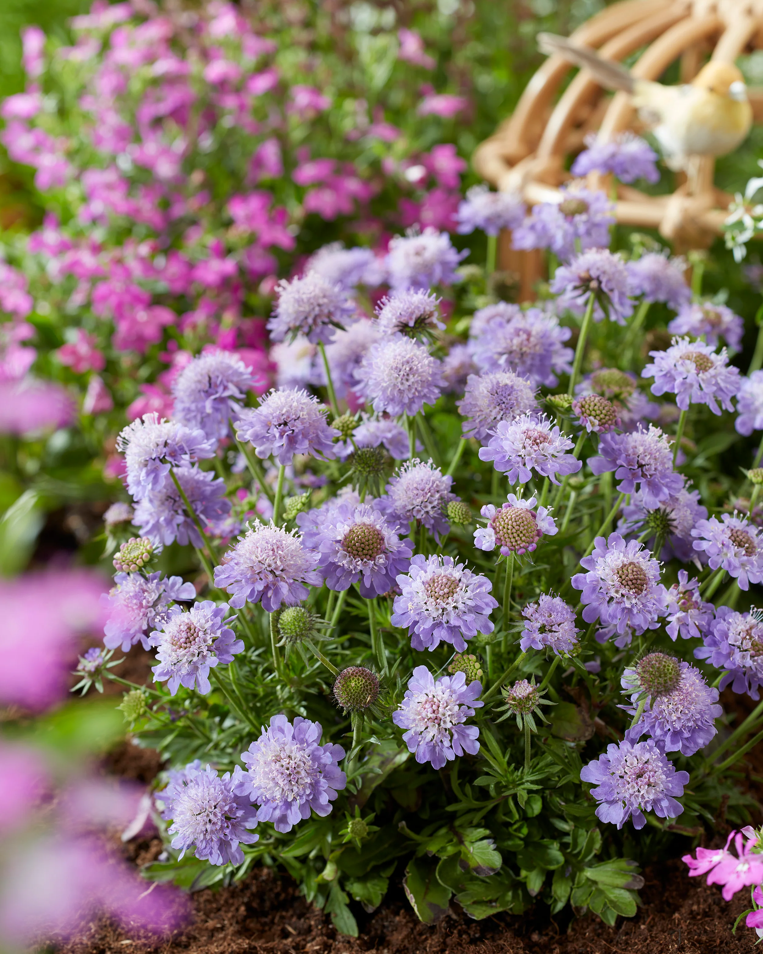 Scabiosa 'Blue Eyes' - Image 13