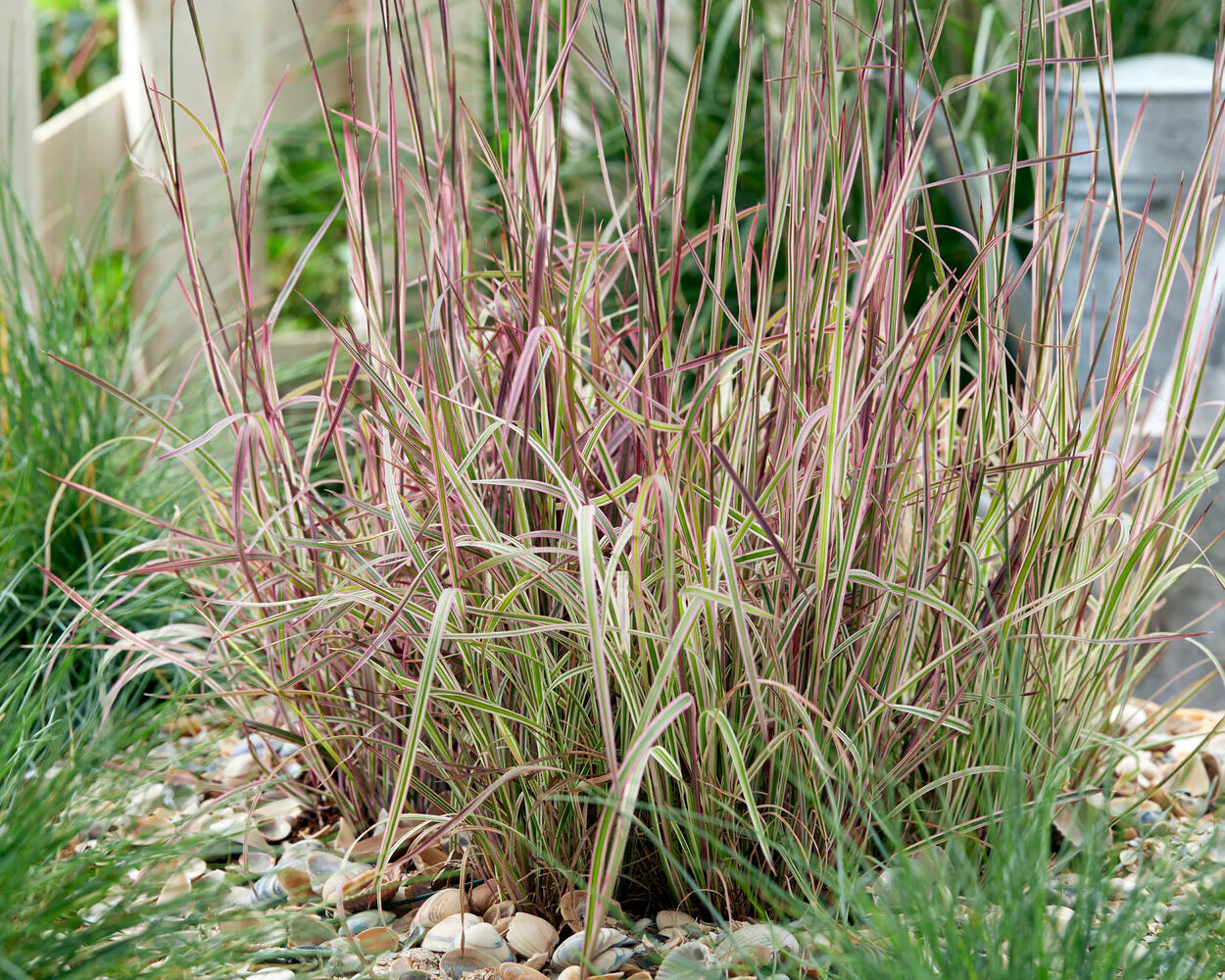 Schizachyrium 'Chameleon' - Image 4