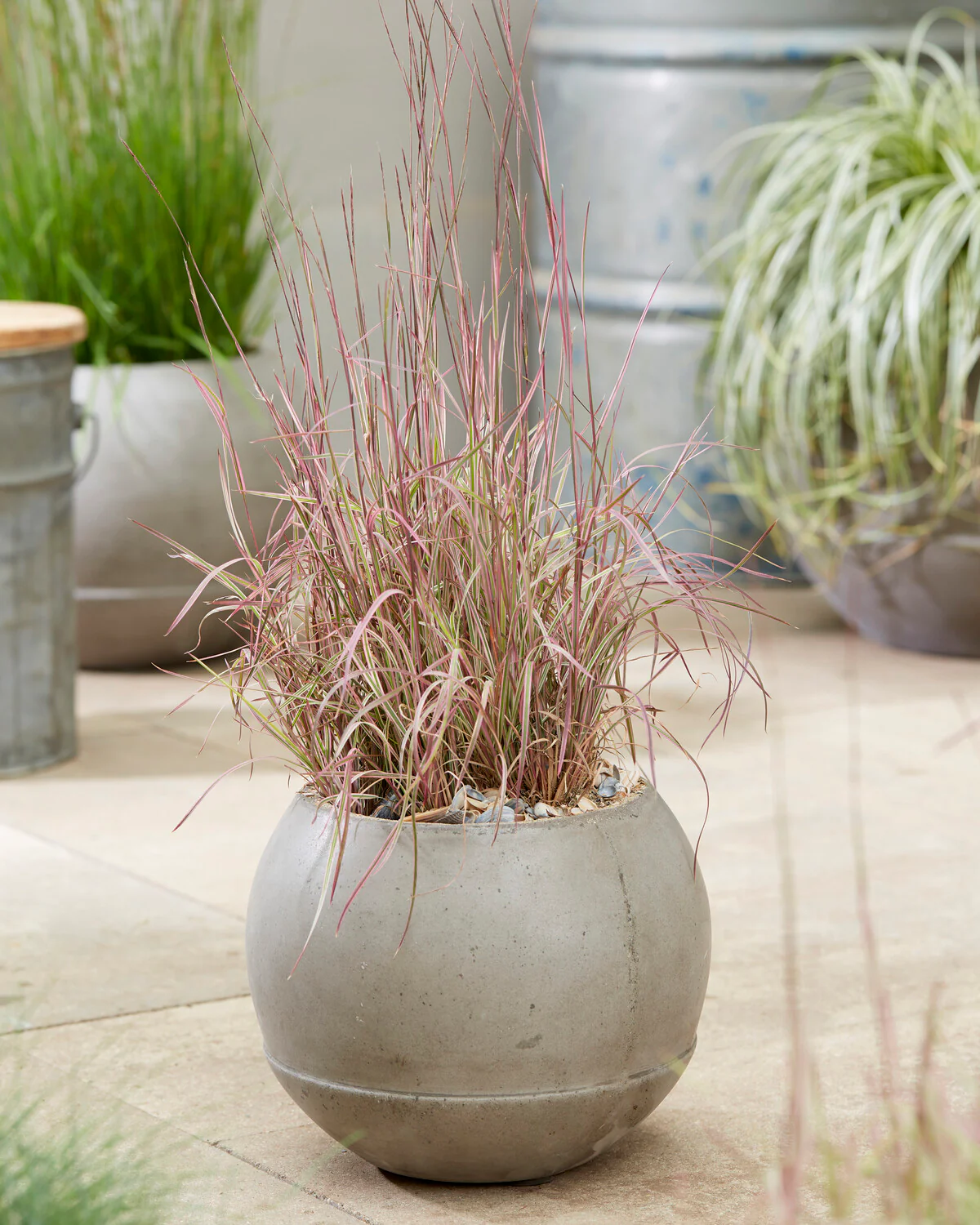 Schizachyrium 'Chameleon' - Image 5