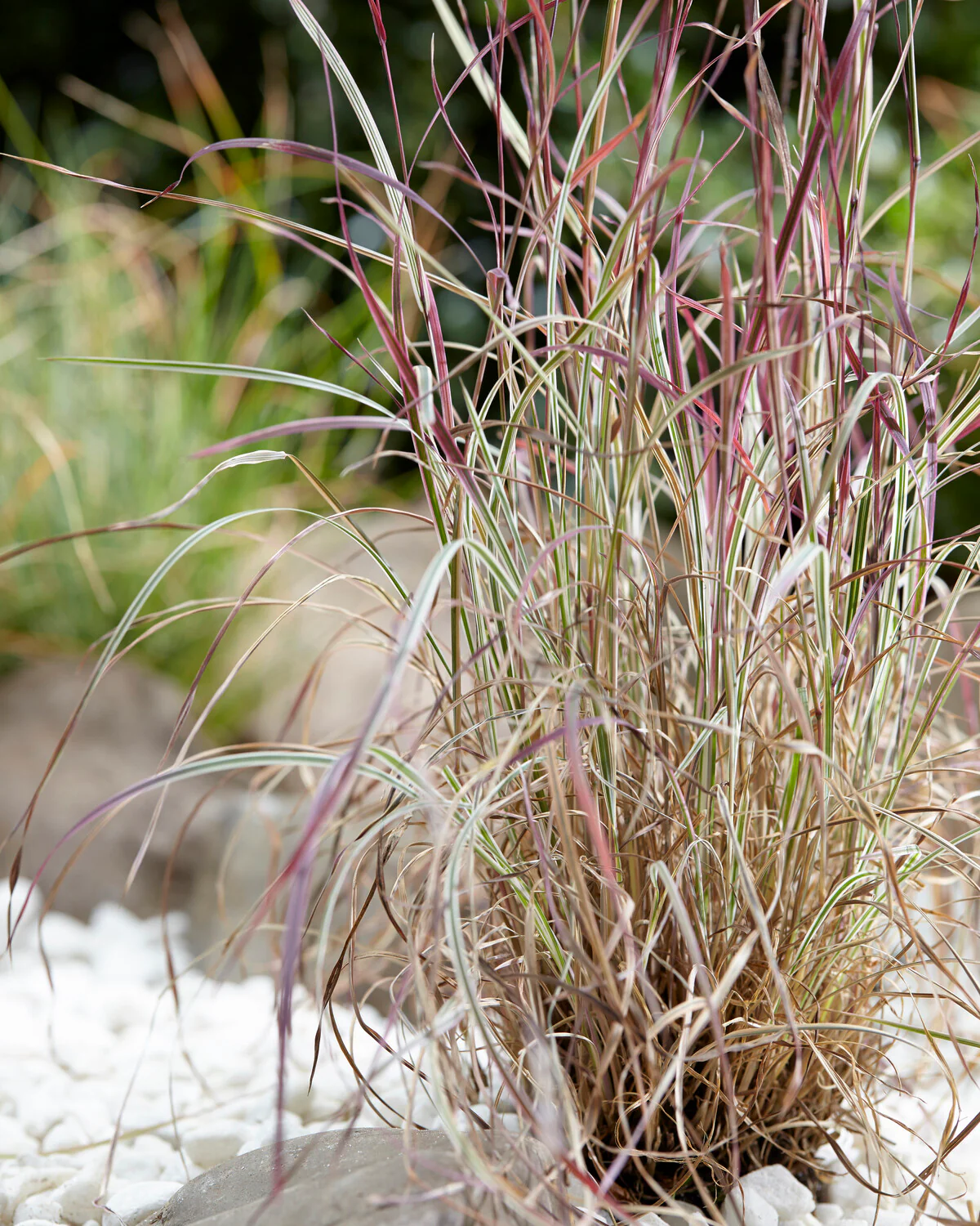 Schizachyrium 'Chameleon' - Image 6
