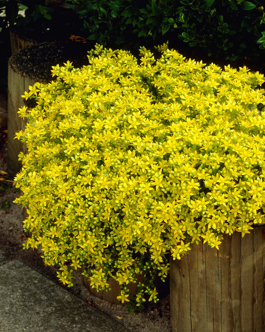Sedum acre