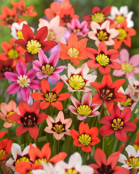 Sparaxis 'Harlequin Mix'