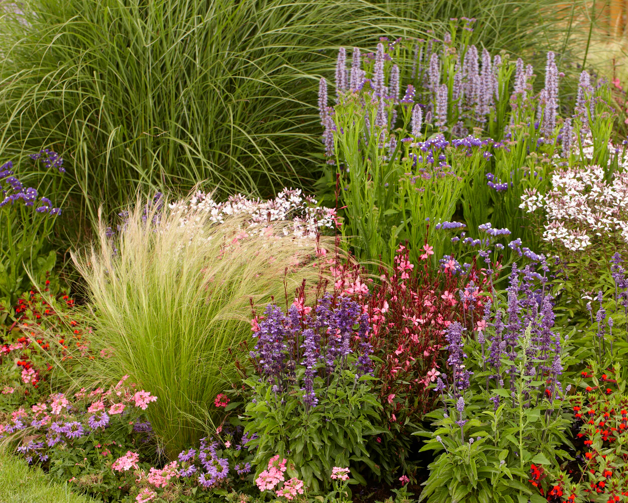 Stipa 'Ponytails' - Image 2