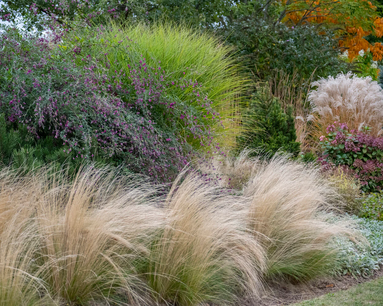 Stipa 'Ponytails' - Image 4