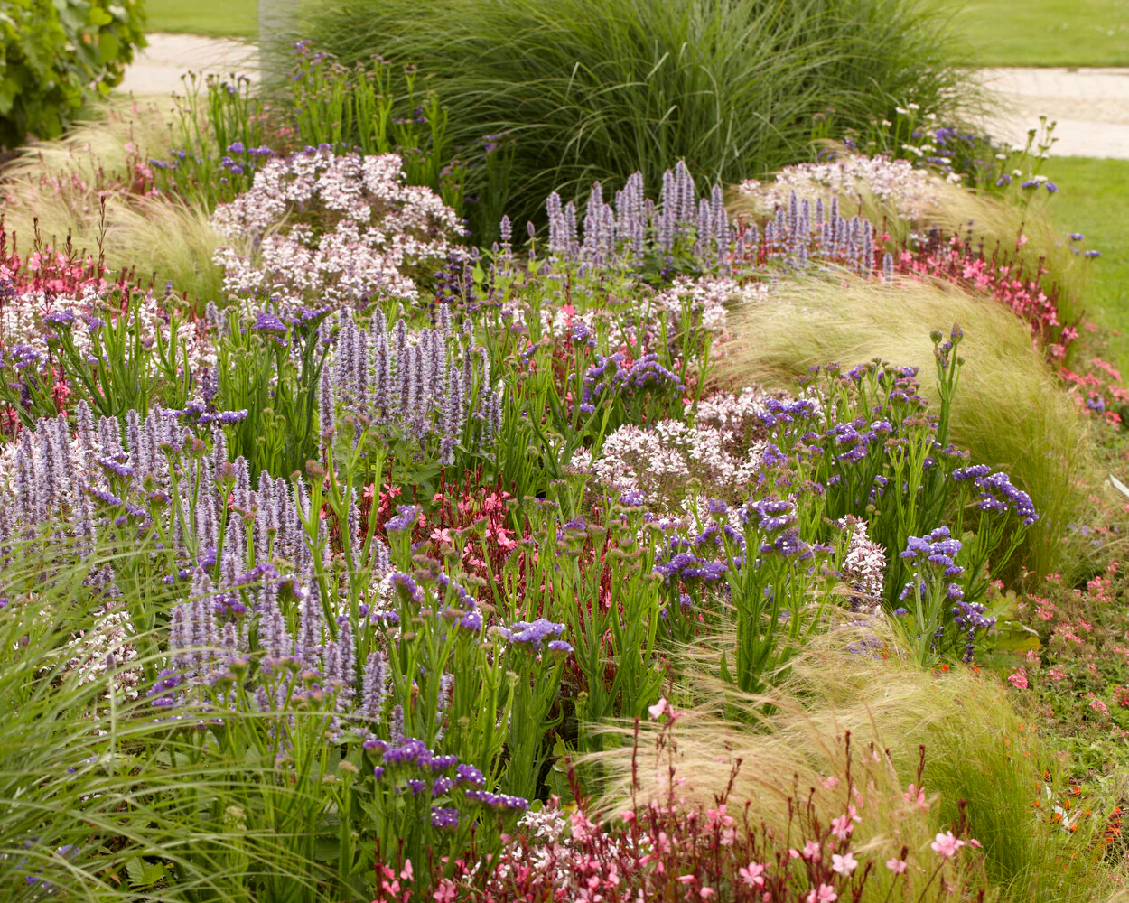 Stipa 'Ponytails' - Image 6