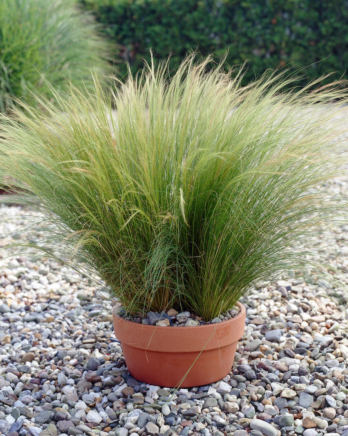 Stipa 'Ponytails' - Image 7