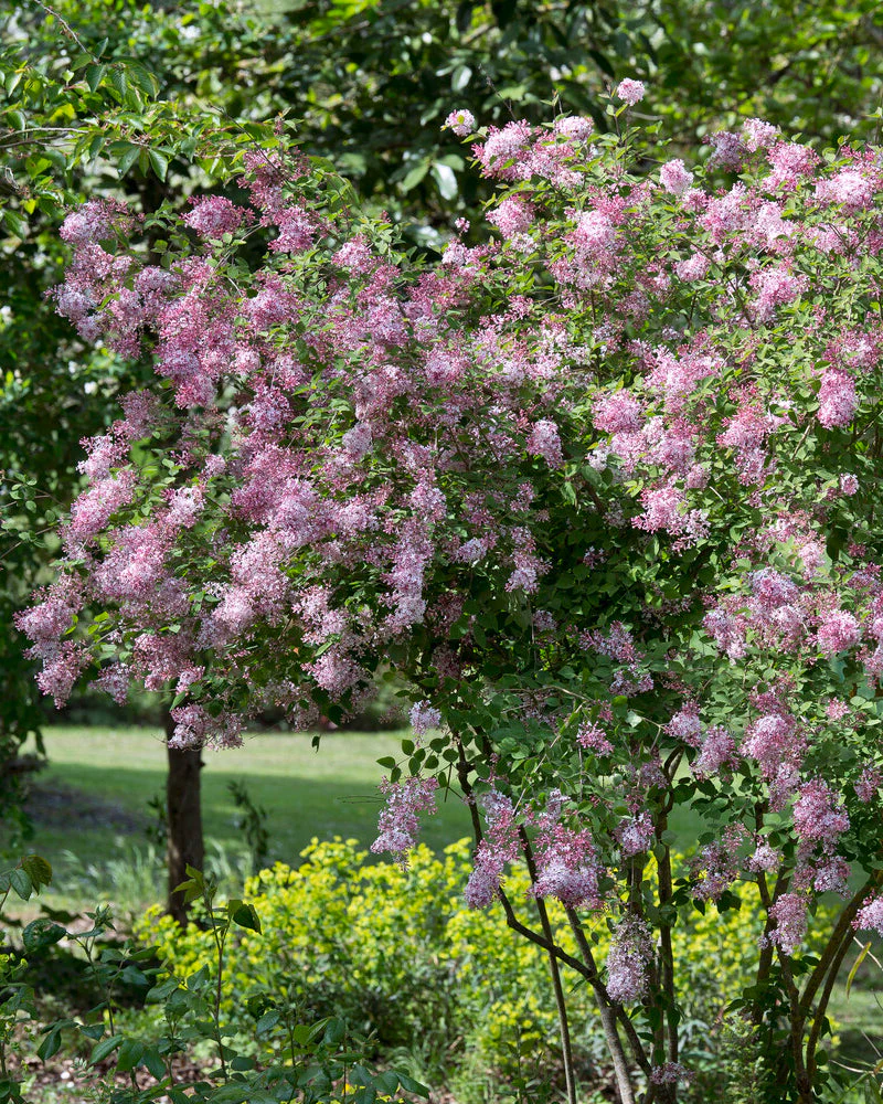 Syringa 'Superba'
