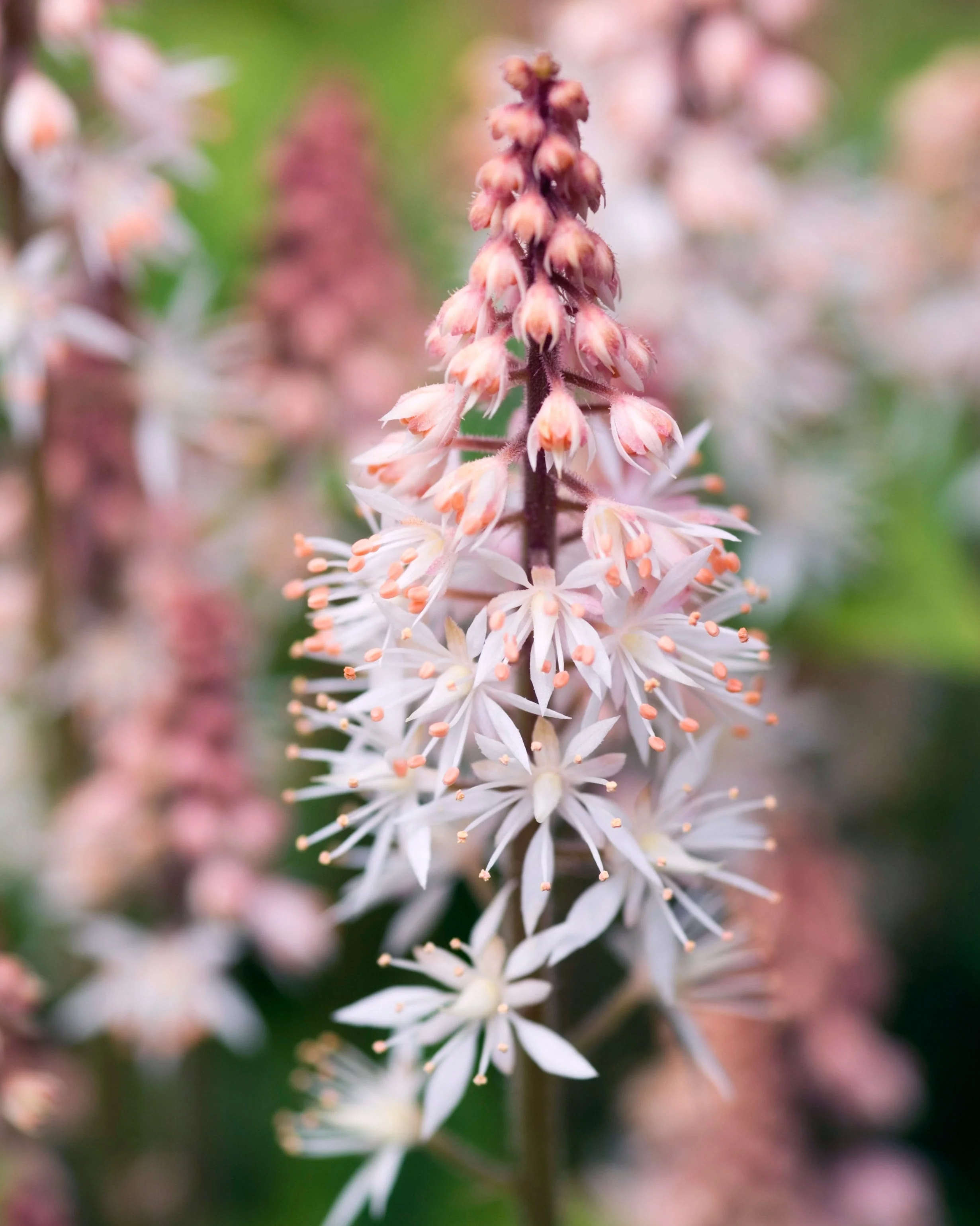Tiarella 'Spring Symphony' - Image 2