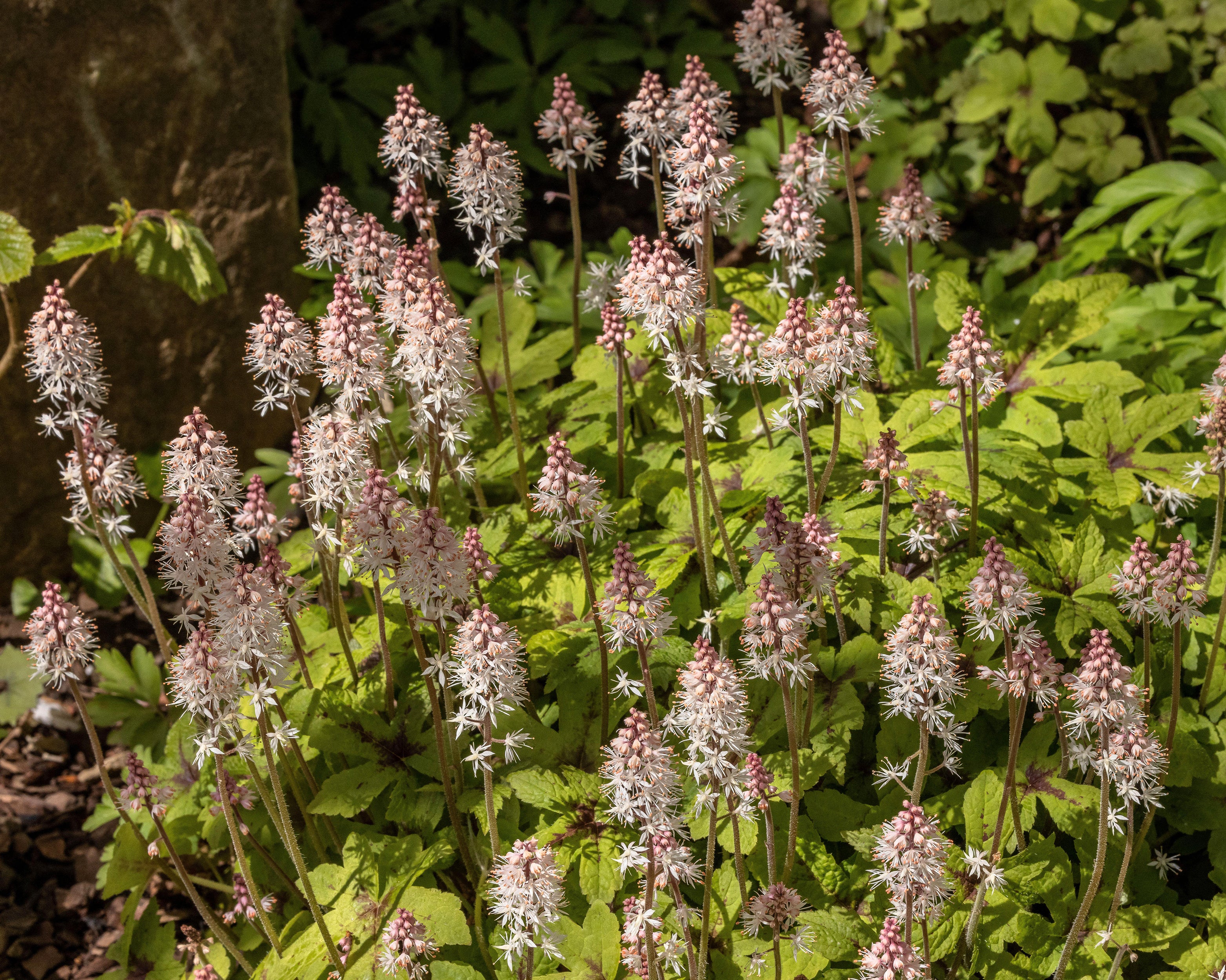 Tiarella 'Spring Symphony' - Image 7