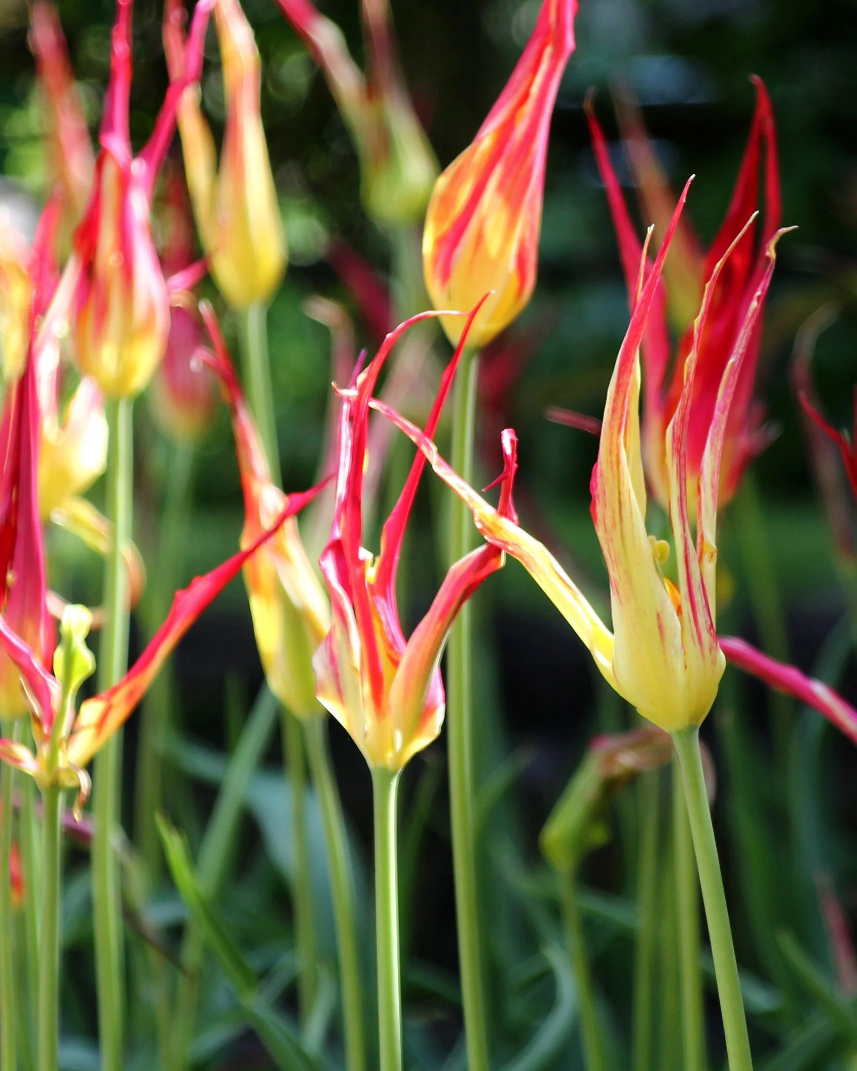 Tulip acuminata