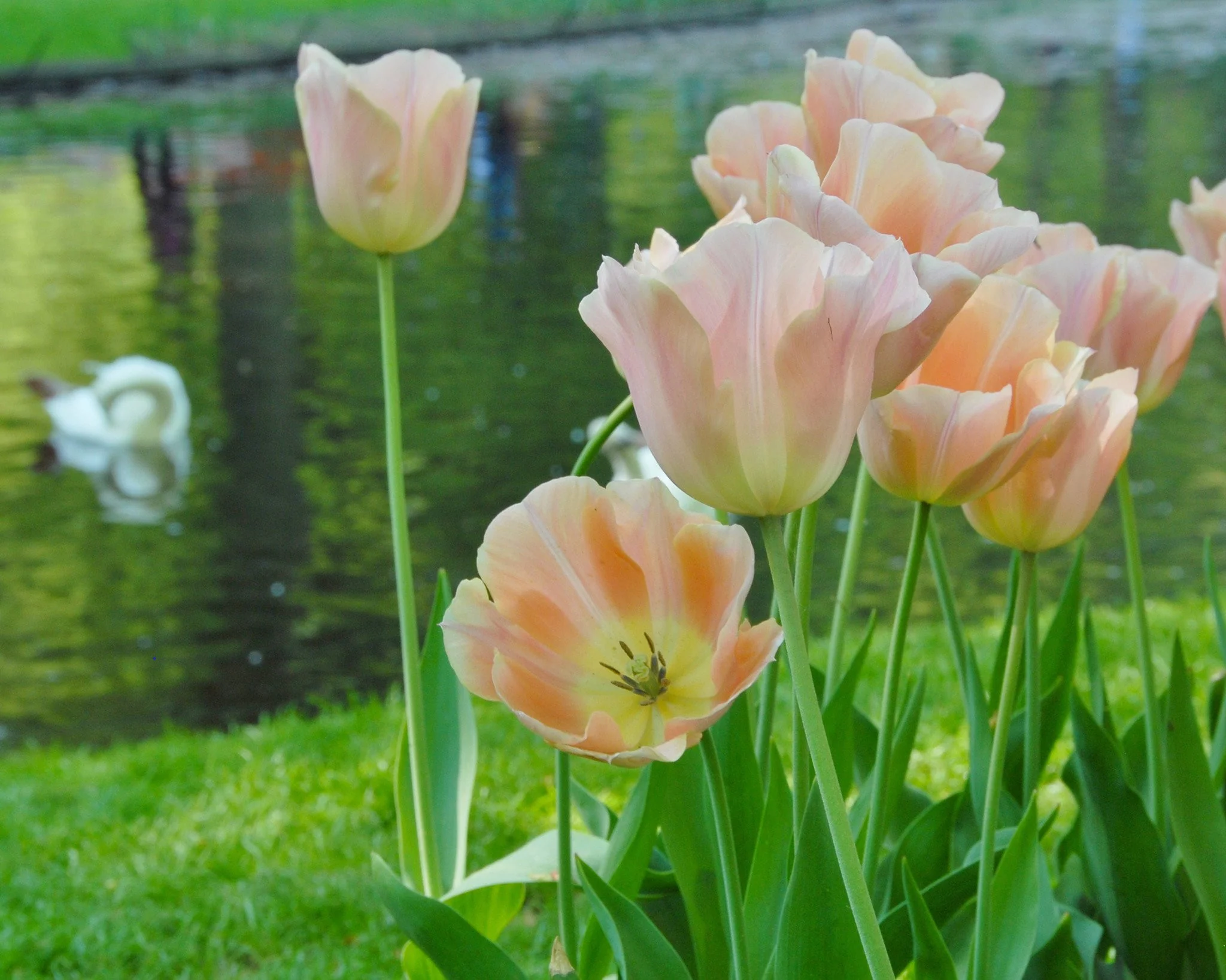 Tulip 'Apricot Beauty' - Image 3