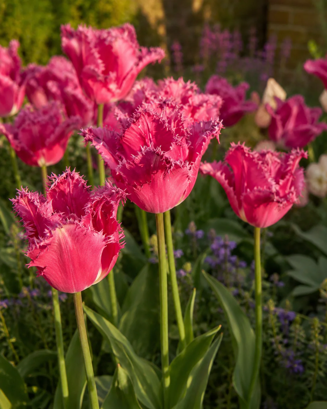 Tulip 'Blushing Fire' - Image 2