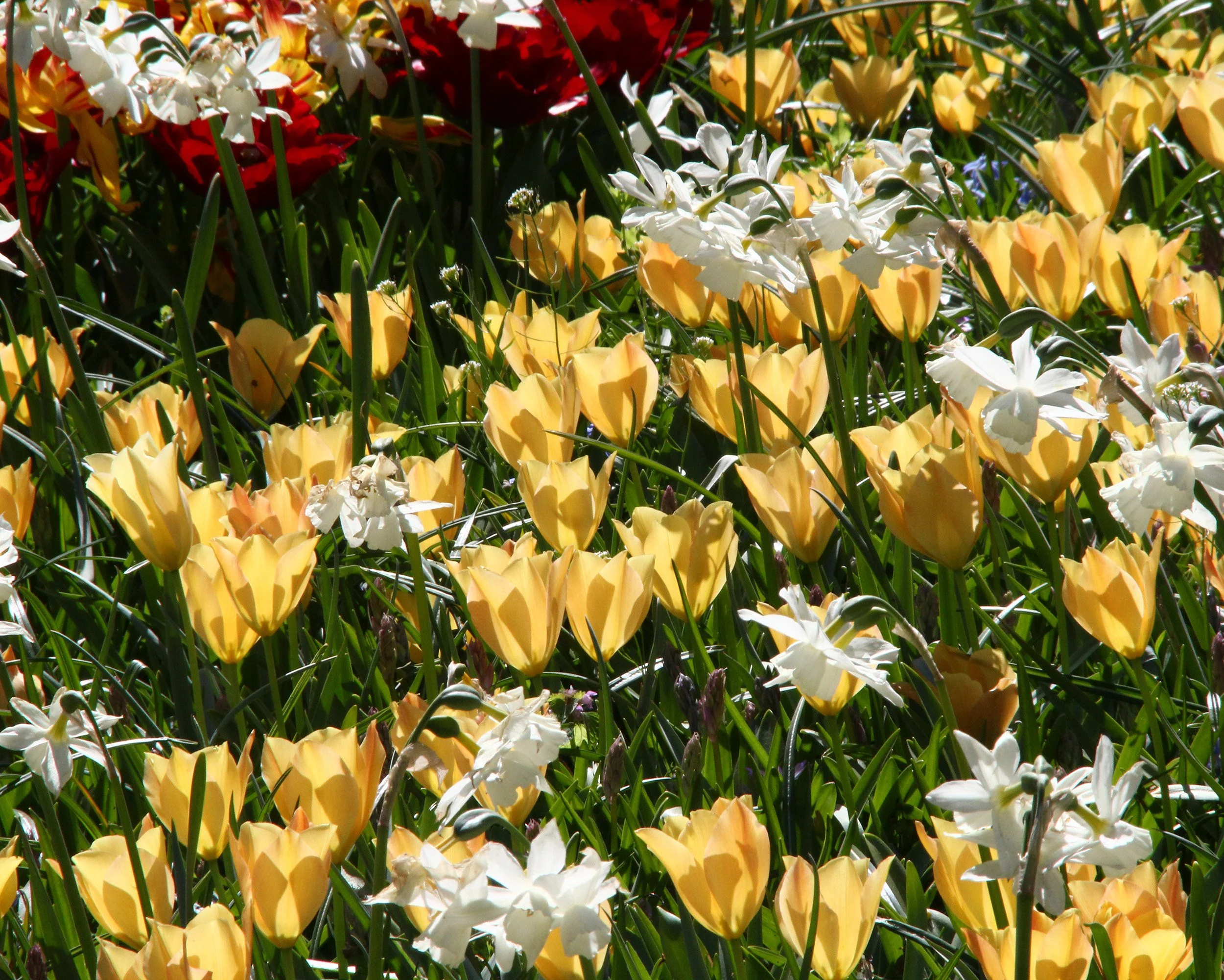 Tulip 'Bright Gem' - Image 6