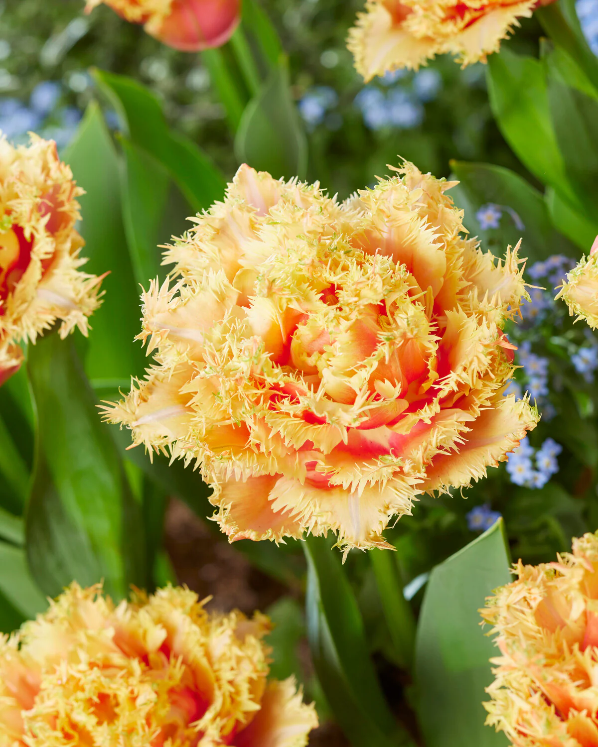 Tulip 'Brisbane' - Image 2
