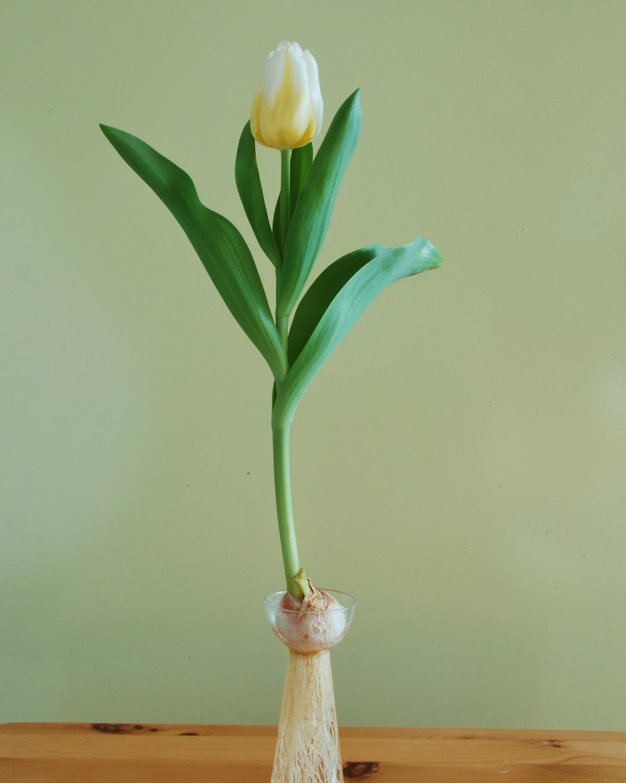 Tulip 'Calgary Flames' - Image 9