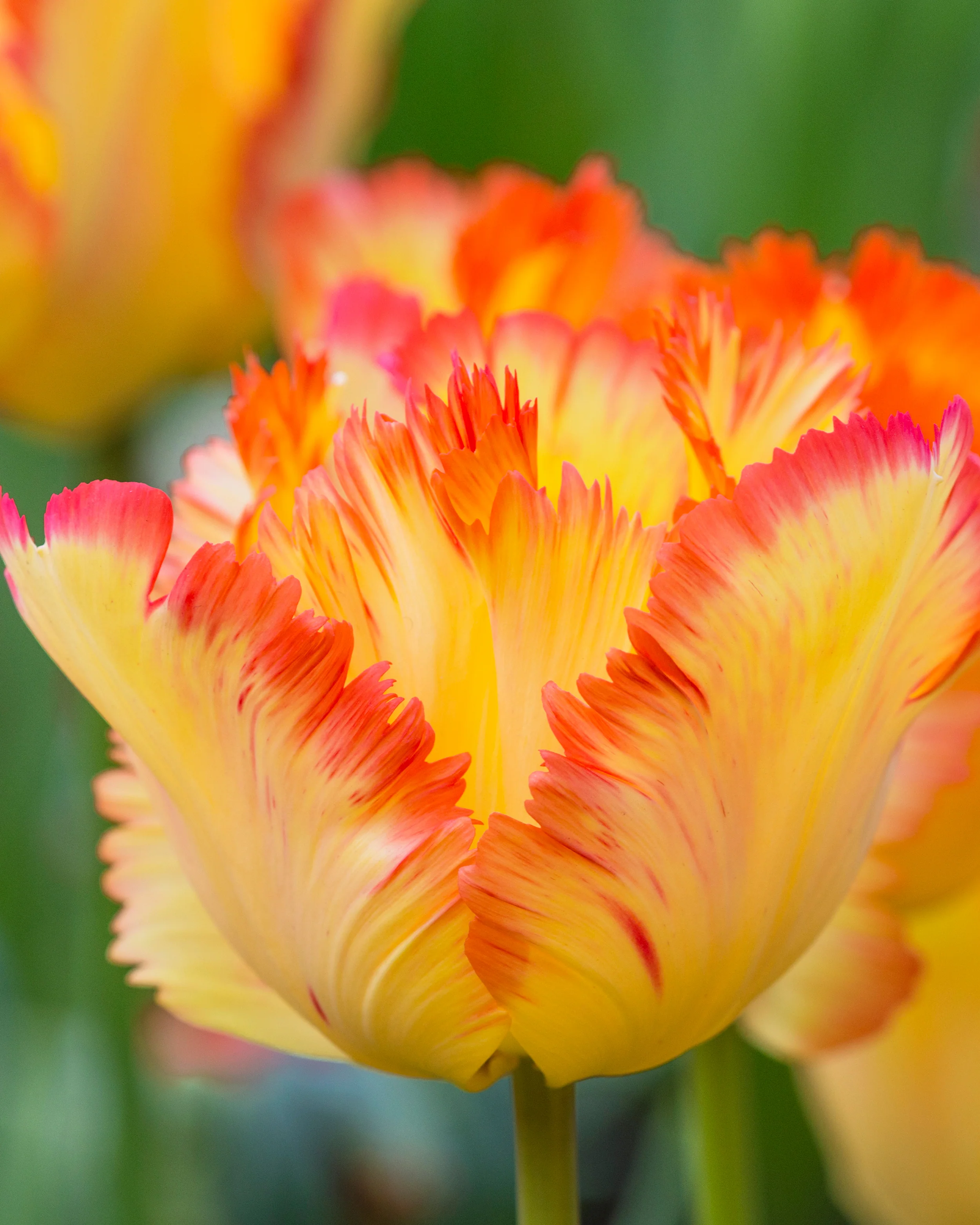 Tulip 'Caribbean Parrot' - Image 2